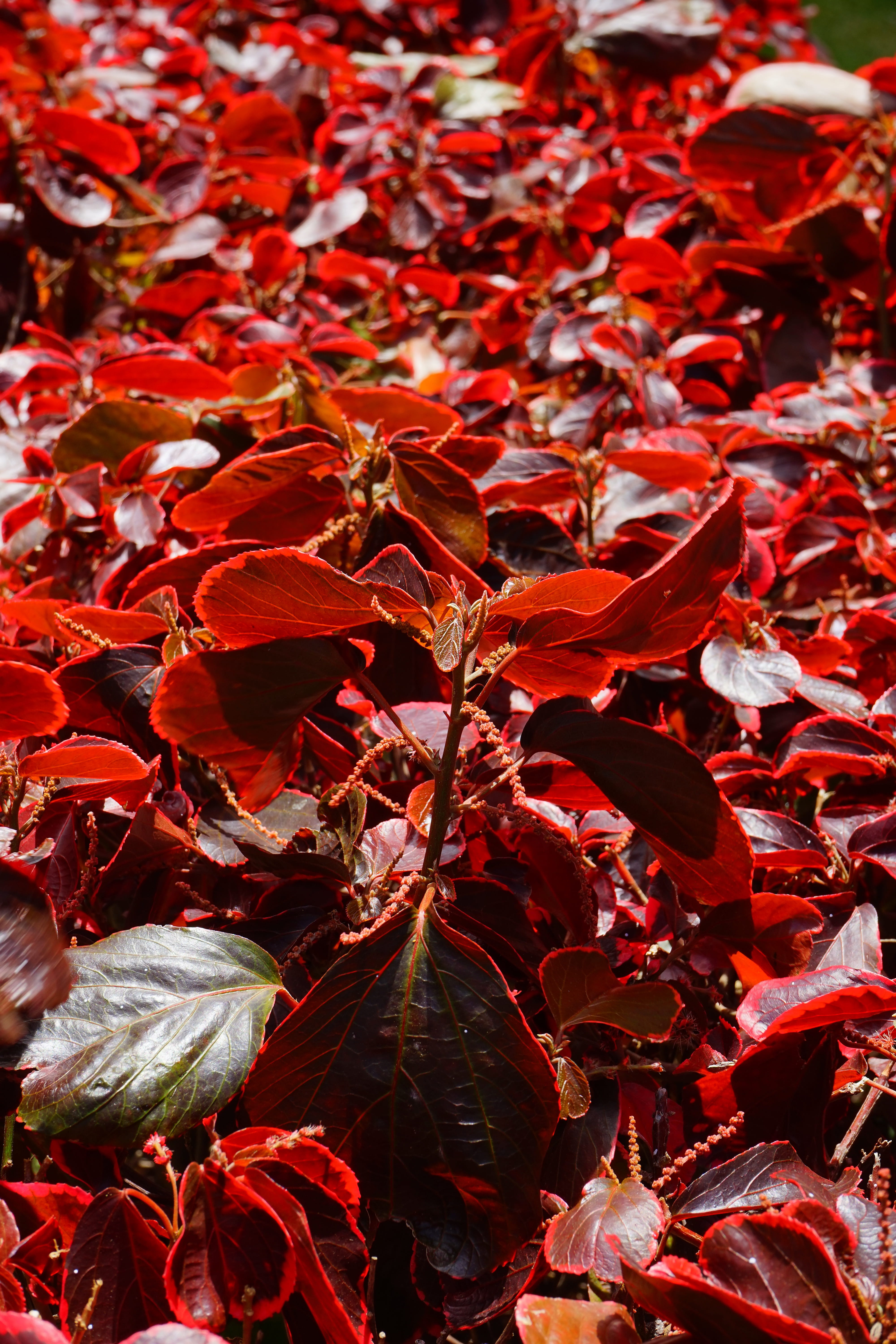 nesselschoen, 5K, abundance, maple leaf, dragon fire, dry, falling, outdoors, red, high angle view, change, evergreen, close-up, reddish, red border, day, Phone HD Wallpaper