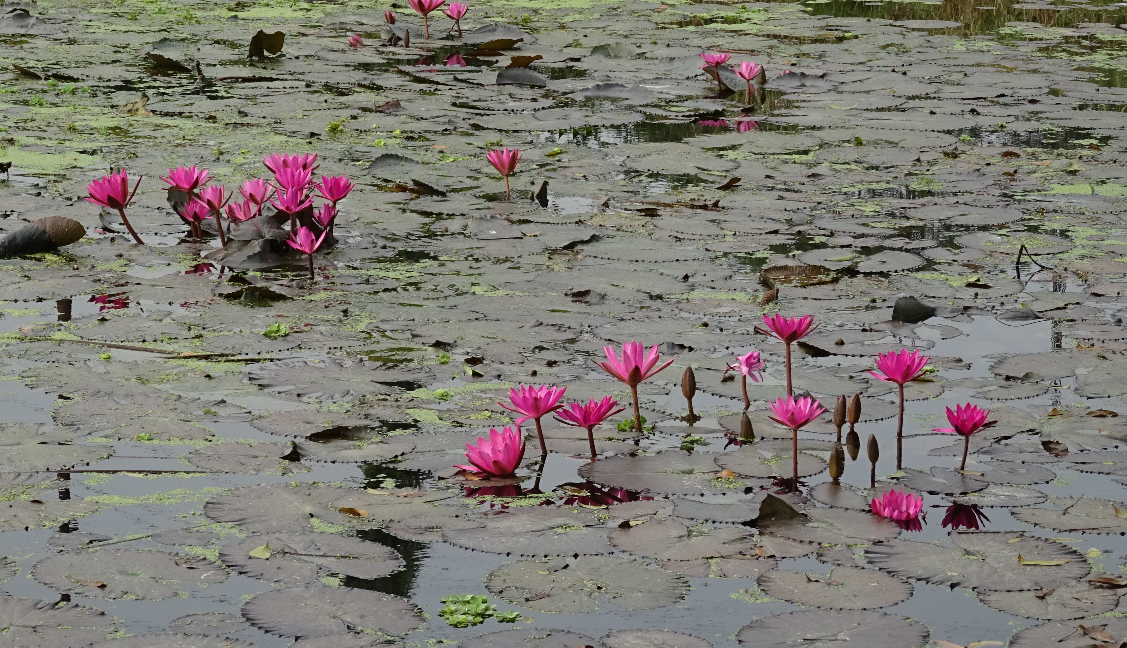 flowers, water, nymphaeaceae, lotus water lily, 2K, plant, outdoors, freshness, nymphaea magnifica, lilypods, flower, red water lily, vulnerability, growth, HD Wallpaper