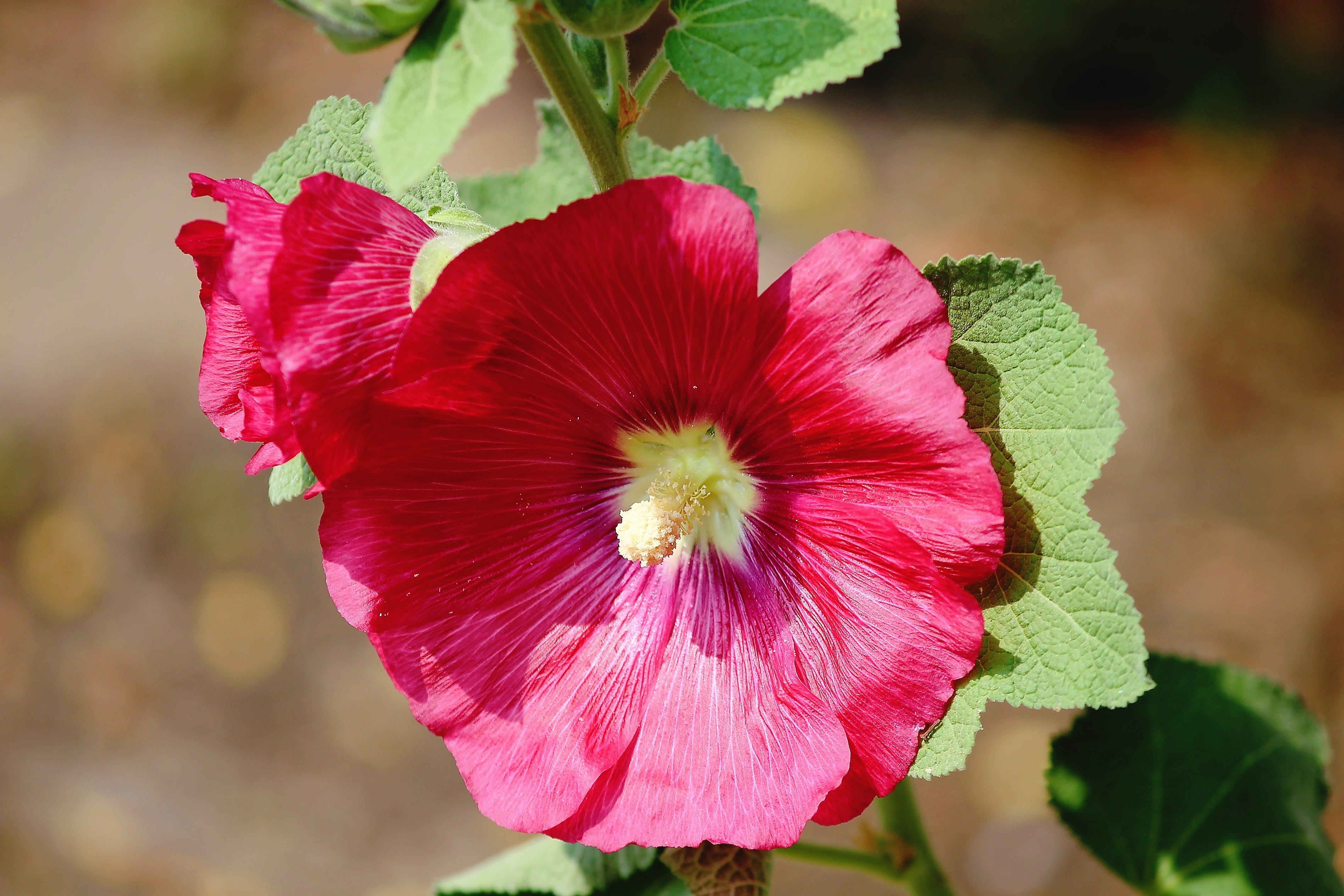 stock rose blossom, garden, beauty in nature, hibiscus, bloom, red, growth, flower head, vulnerability, mallow, hollyhock, cottage garden, ordinary stock rose, HD Wallpaper