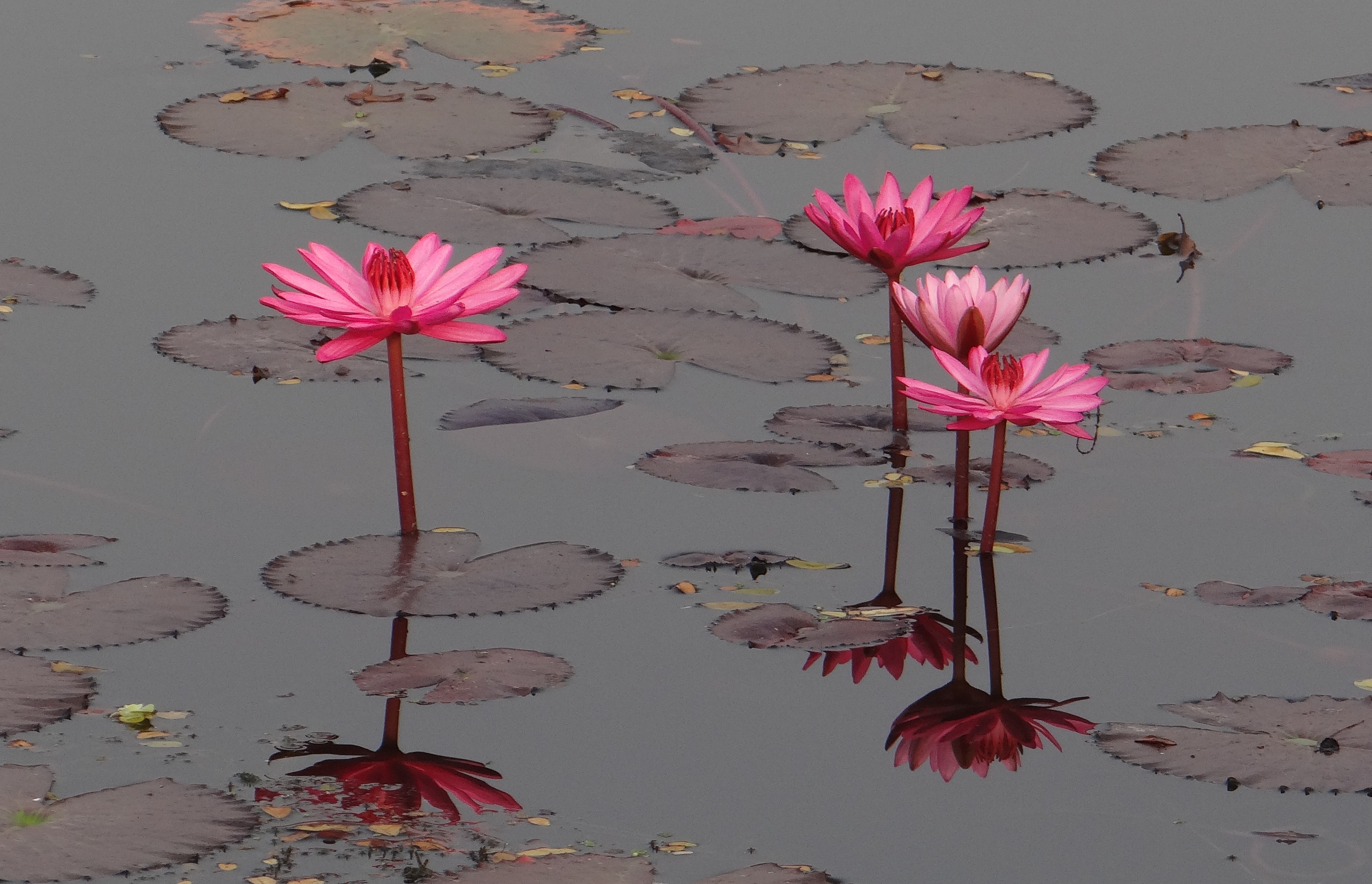 nature, flower Head, plant part, plant, water Lily, bloom, lal shapla, flowering plant, vulnerability, lake, no people, pink Color, 2K, iim, leaf, west bengal, HD Wallpaper