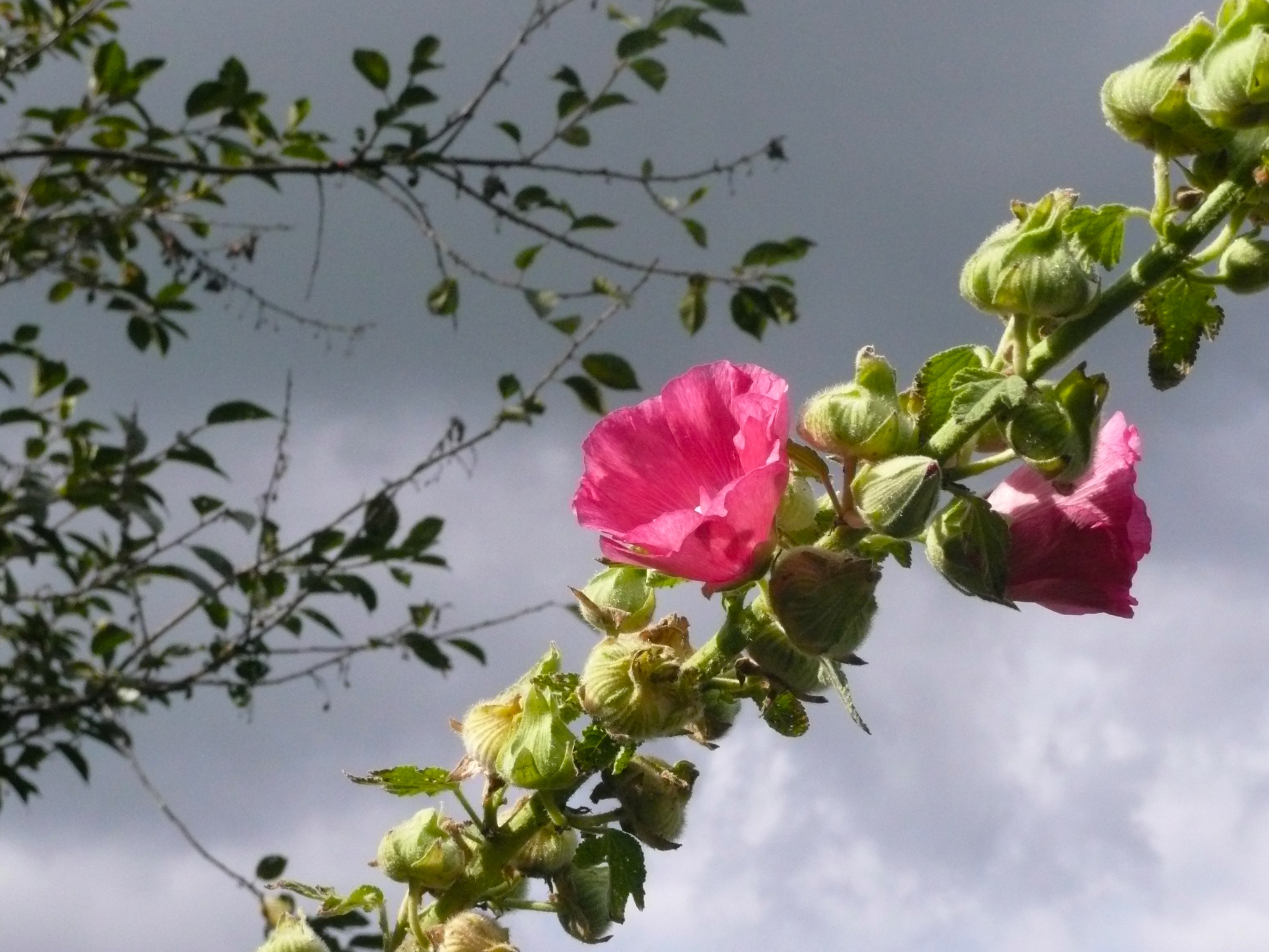 plant part, nature, bloom, rosea, summer, outdoors, botany, focus on foreground, leaf, sky, flowering plant, no people, inflorescence, plant, beauty in nature, HD Wallpaper