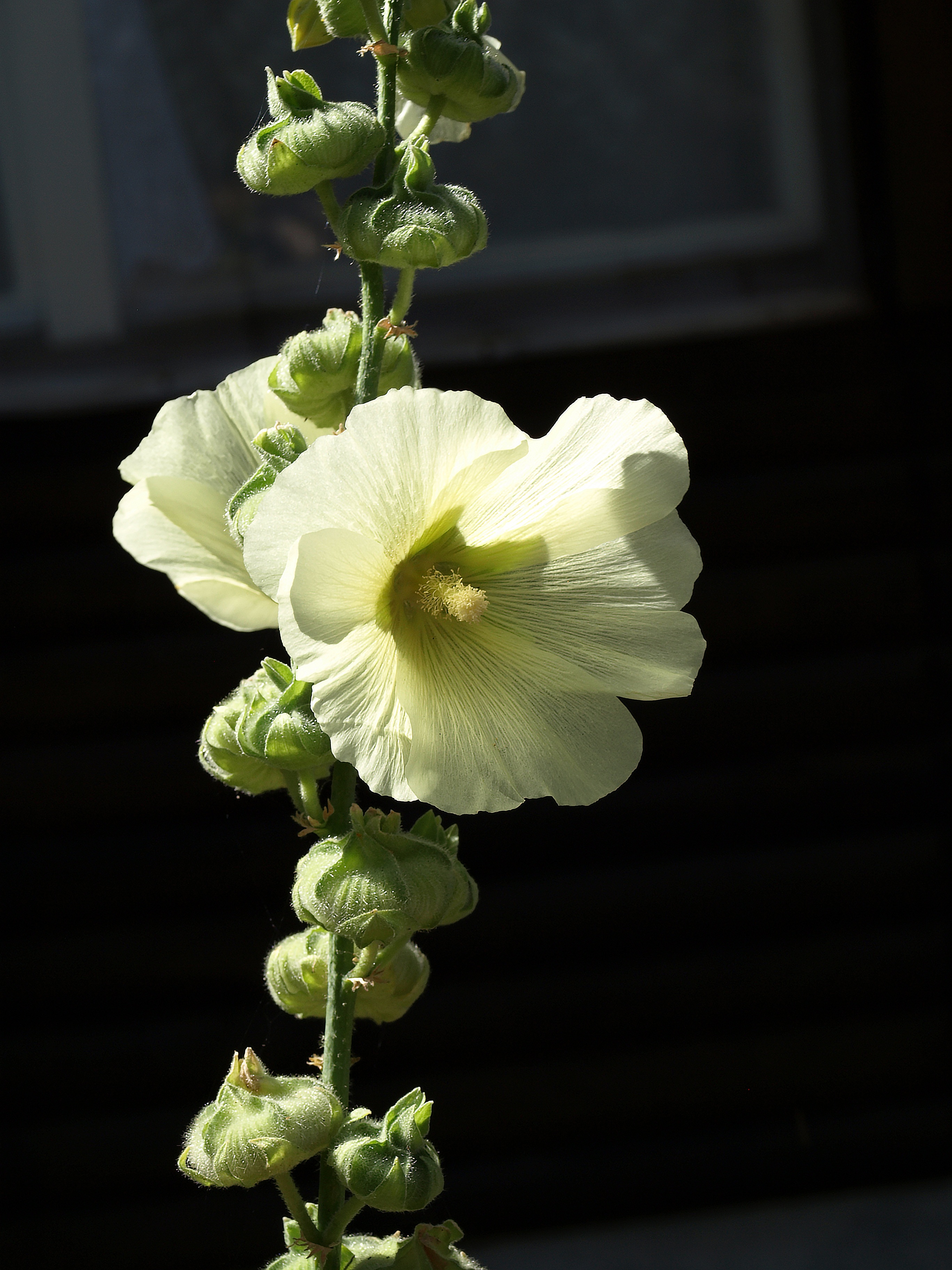 vulnerability, beauty in nature, mallow, garden, leaf, plant part, flowers, inflorescence, the plot, nature, indoors, petal, freshness, flowering, alcea rosea, Phone HD Wallpaper