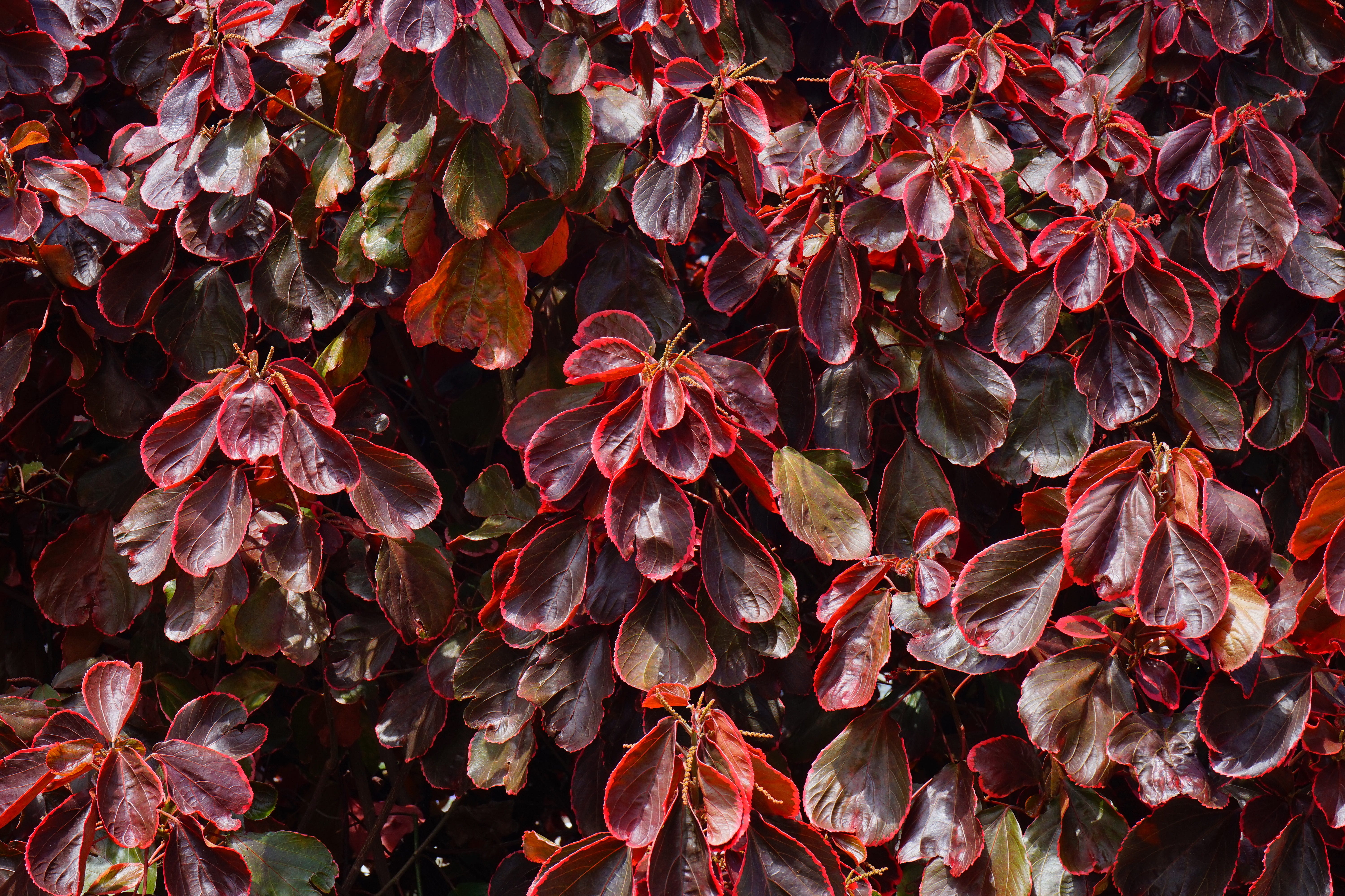 sunlight, close-up, copper leaf, nettle leaf, plant part, tenerife, day, flower head, full frame, red, flowering plant, buntlaubiges copper leaf, acalypha wilkesiana rosea, HD Wallpaper