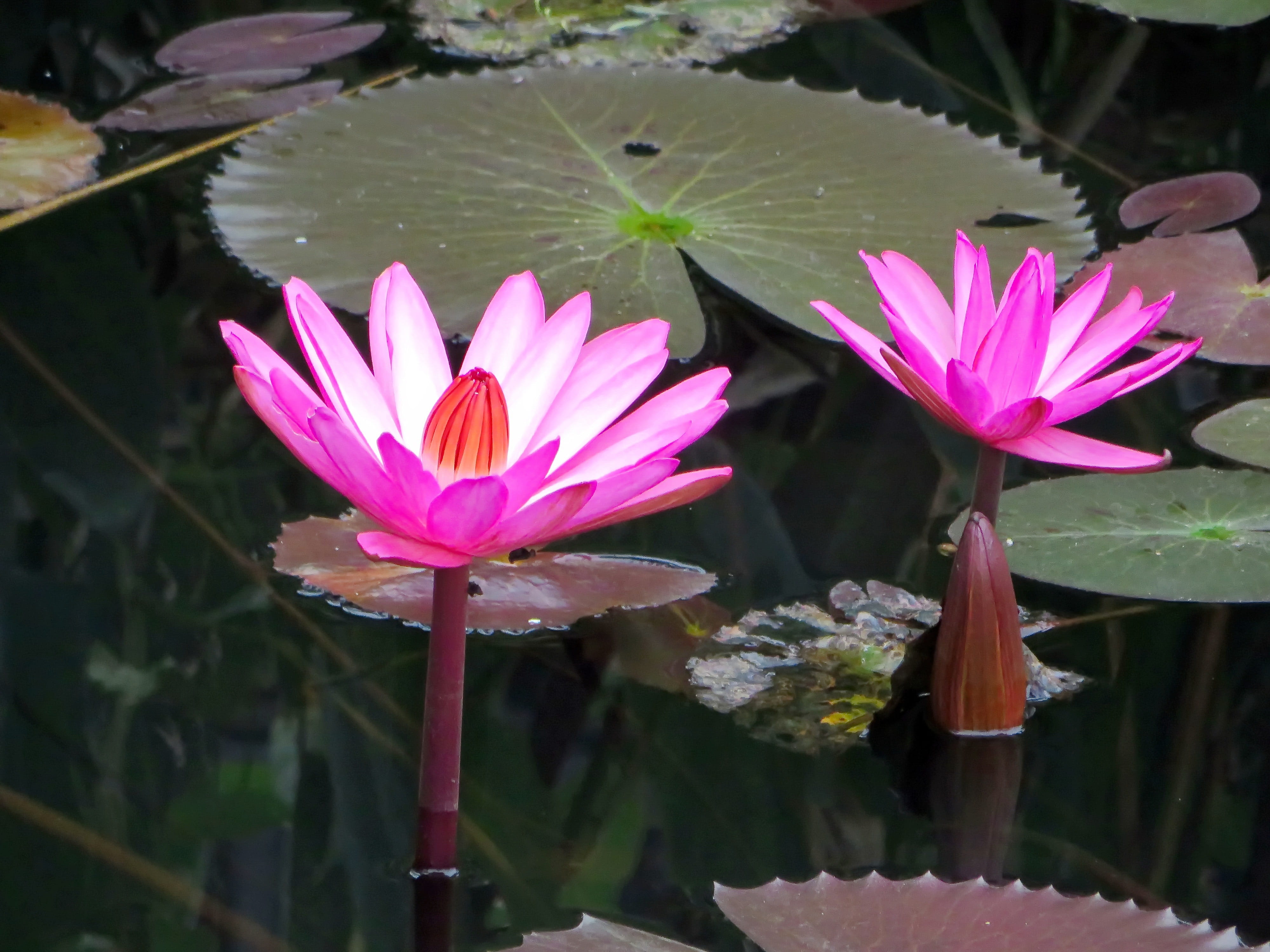 serenity, lake, beauty in nature, flower, springtime, no people, close-up, nympheacea, plant part, growth, laos, purple, fragility, inflorescence, 4K, HD Wallpaper