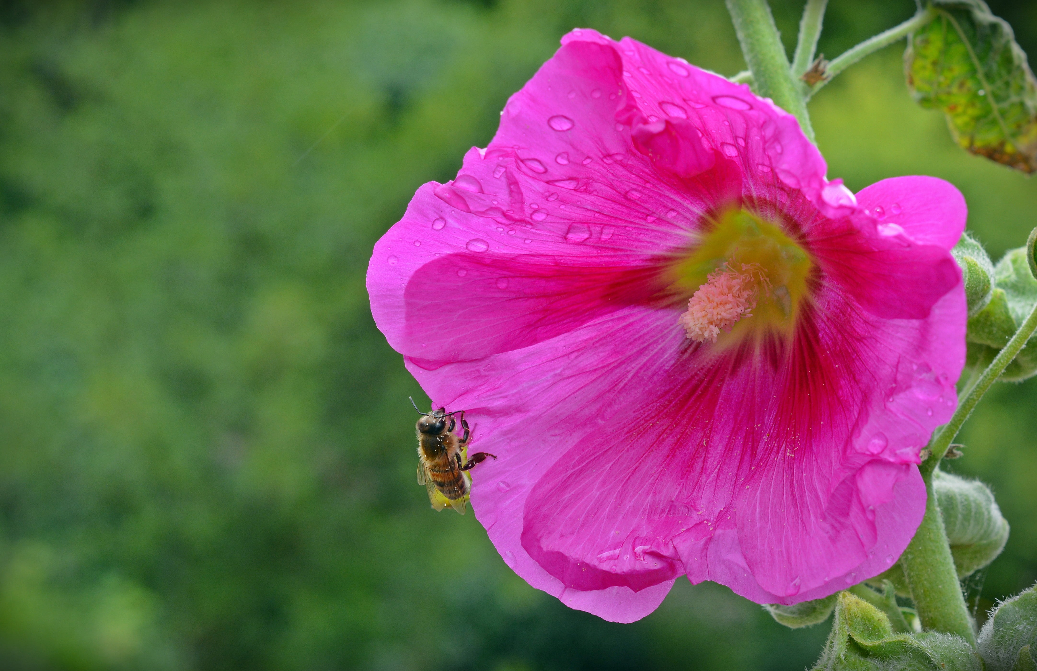 growth, petal, flowering plant, purple, pollination, plant, animals in the wild, focus on foreground, freshness, inflorescence, stock rose, stock rose garden, HD Wallpaper