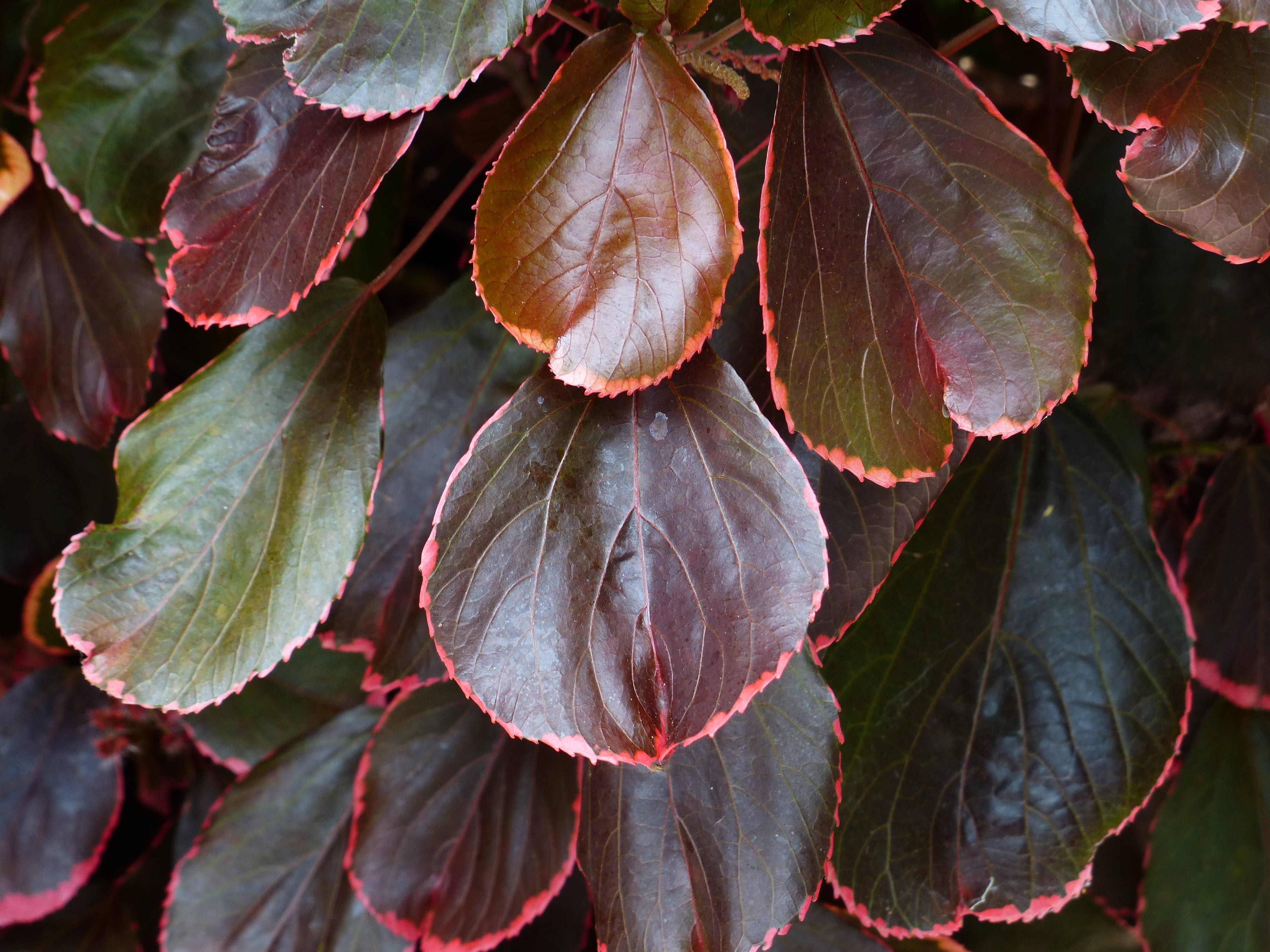 plant, outlined in red, nesselschoen, outdoors, focus on foreground, 4K, leaf, wine red, close-up, day, full frame, plant part, copper leaf, periwinkle, HD Wallpaper