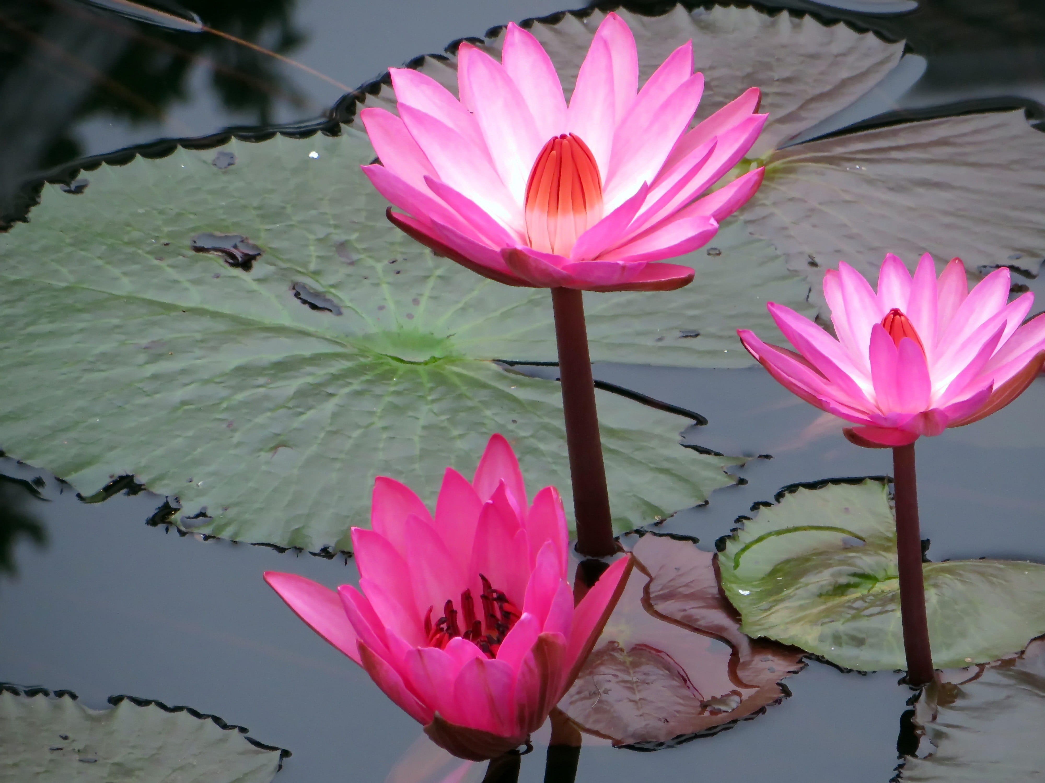 flower head, plant part, no people, flowering plant, pink color, petal, Laos, inflorescence, nympheacea, fragility, water, vulnerability, Pink, nuphar rosea, HD Wallpaper