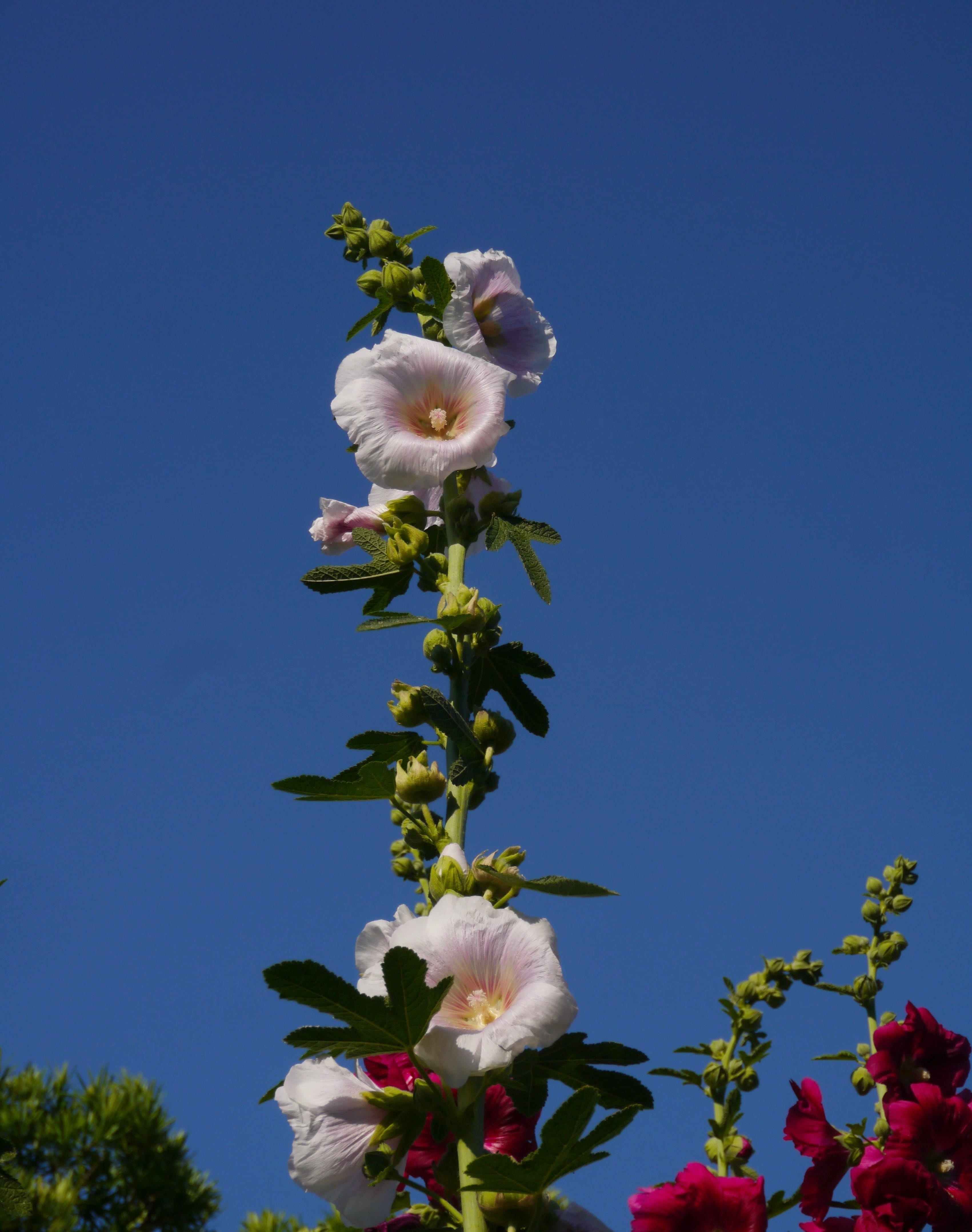 otsu park, flowers, fragility, plant, green, bud, red, White, Althaea Rosea, tree, growth, petal, tall, freshness, inflorescence, flower head, leaf, flowering plant, Phone HD Wallpaper