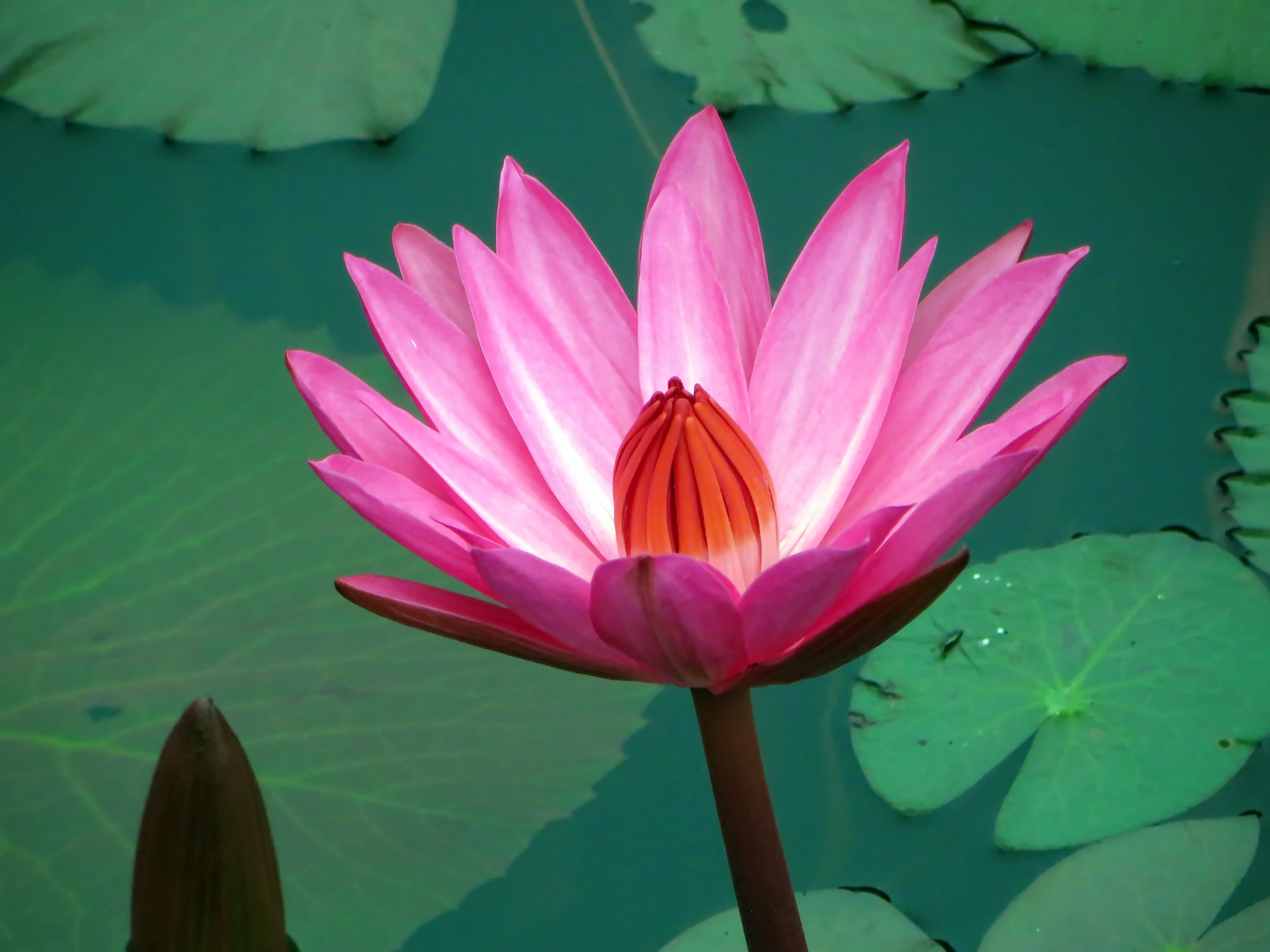 lotus Water Lily, freshness, green Color, vulnerability, purple, Asia, summer, nympheacea, flowering plant, lake, fragility, no people, close-up, 4K, pollen, HD Wallpaper