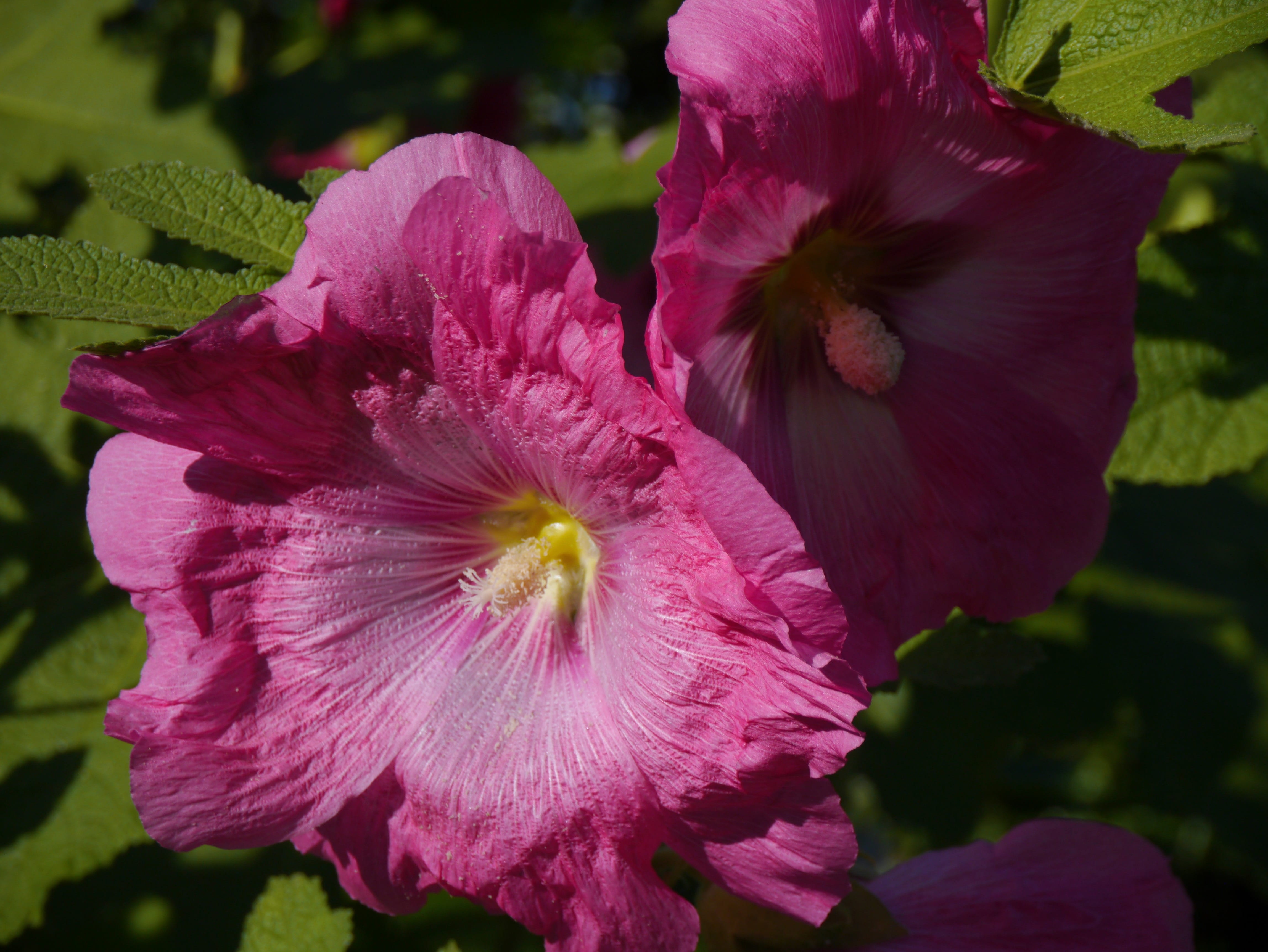 day, beauty in nature, hana aoi, pollen, growth, fragility, flower head, garden, pink color, nature, huang, Althaea Rosea, yokosuka, otsu park, yellow, HD Wallpaper