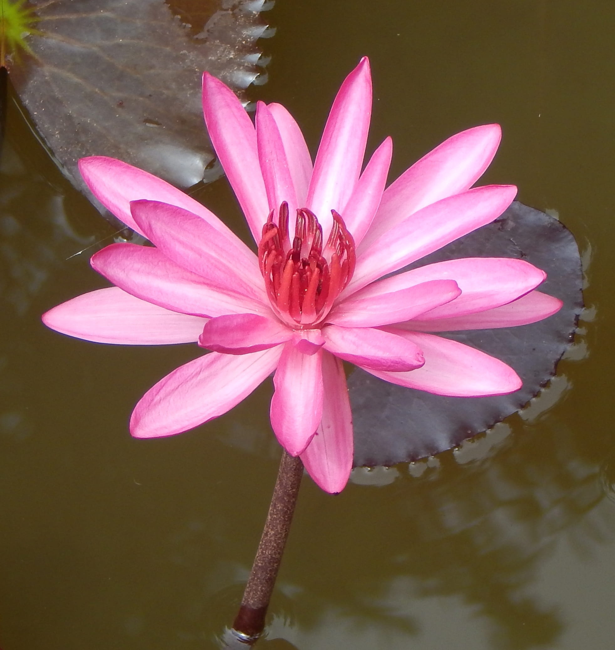 outdoor, pink, bloom, dharwad, blooming, lily, floating on water, 1080P, lotus water lily, close-up, fragility, nymphaeaceae, lake, flower head, lal shapla, Phone HD Wallpaper