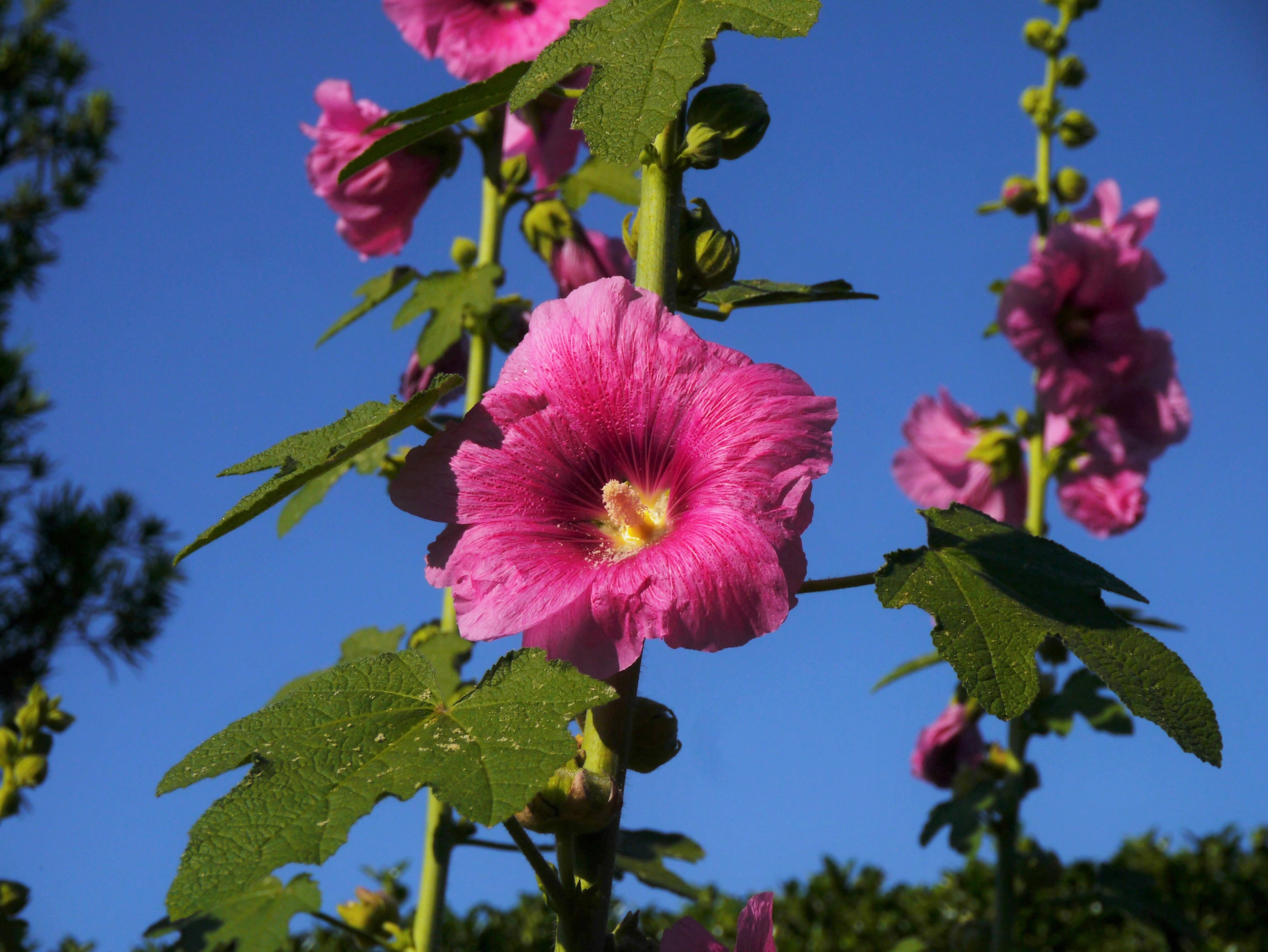 pink, no people, summer, pink color, nature, althaea rosea, plant part, purple, focus on foreground, springtime, flower, growth, outdoors, flowering plant, HD Wallpaper
