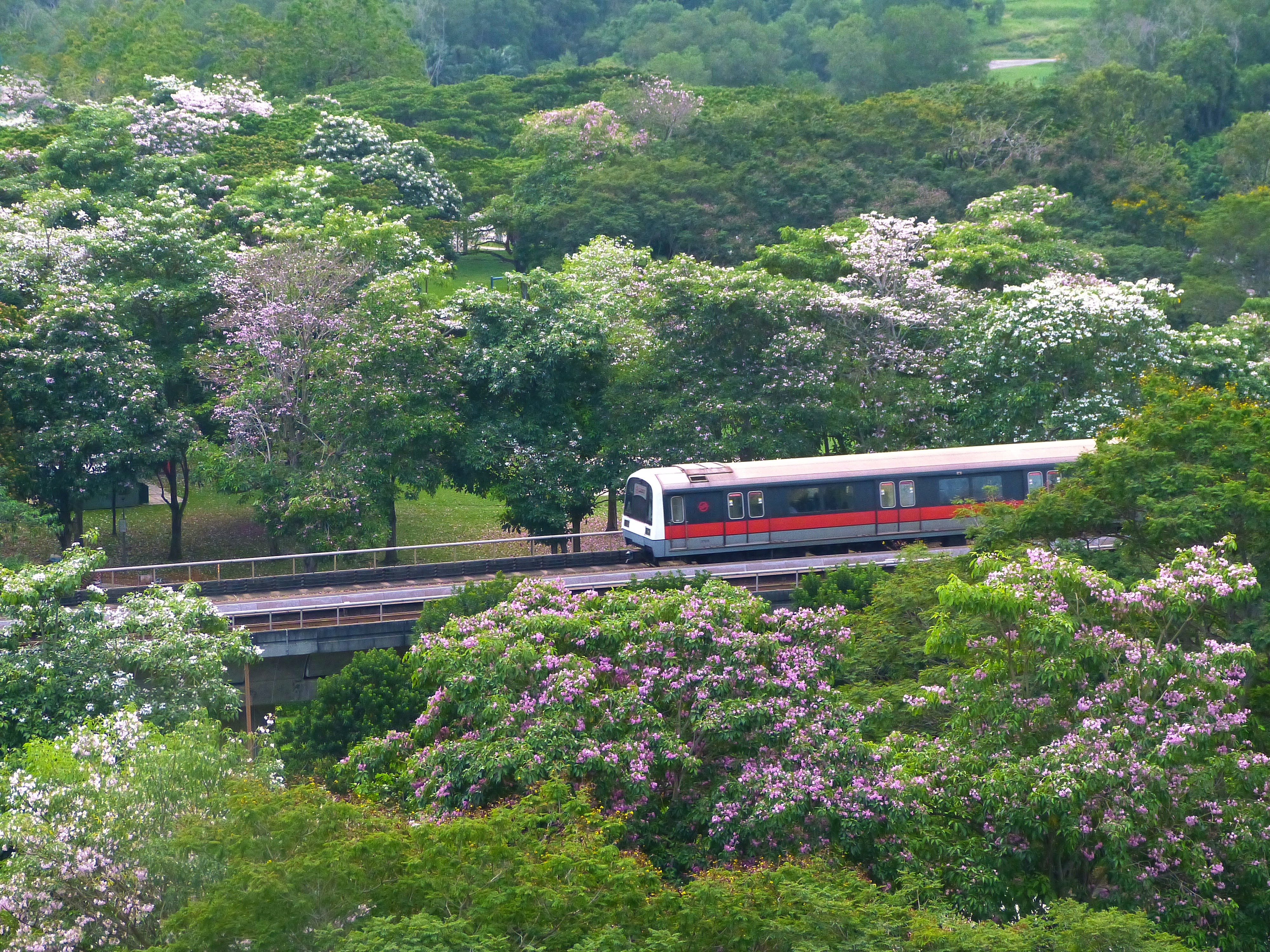 beauty in nature, tabebuia rosea, train, land vehicle, plant, green color, mode of transportation, blooming, day, blossoms, trees, no people, singapore, HD Wallpaper