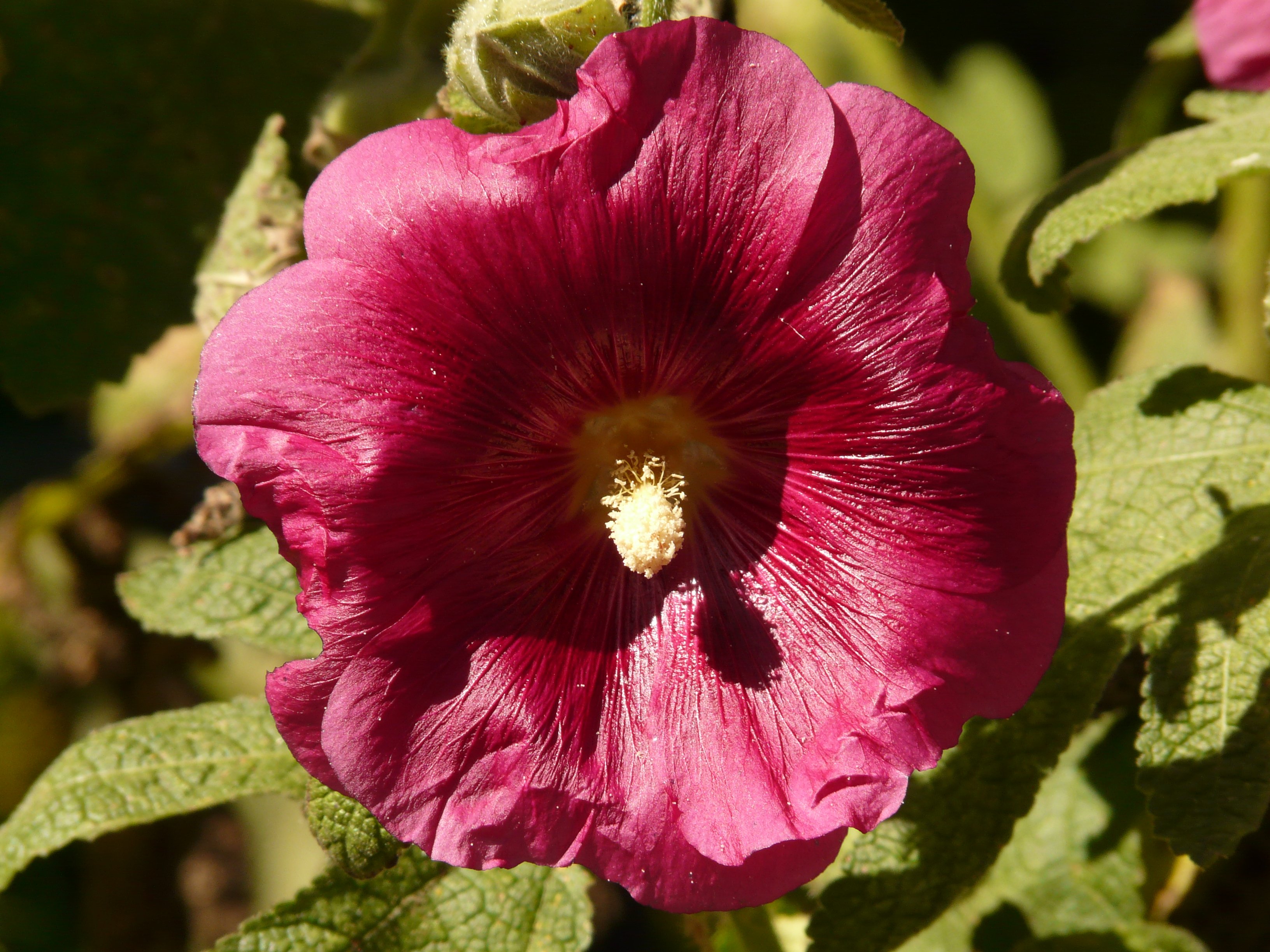 fragility, flora, beauty in nature, flower head, close-up, stock rose garden, mallow, inflorescence, bright, flower, red, ornamental plant, color, outdoors, HD Wallpaper