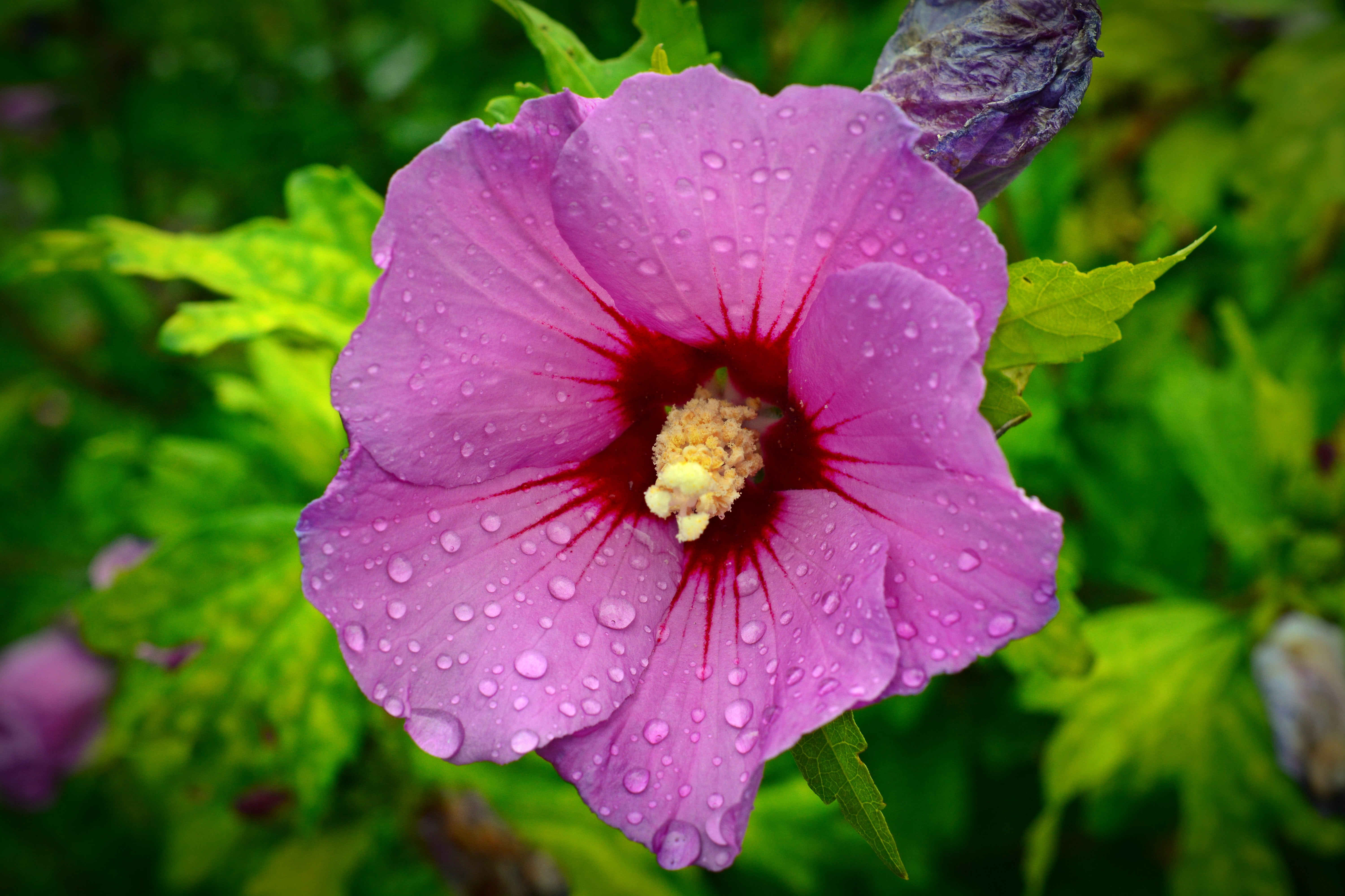 purple, inflorescence, blossom, stock rose, flowering plant, wet, drop, outdoors, dew, petal, water, fragility, stock rose garden, rain, focus on foreground, HD Wallpaper