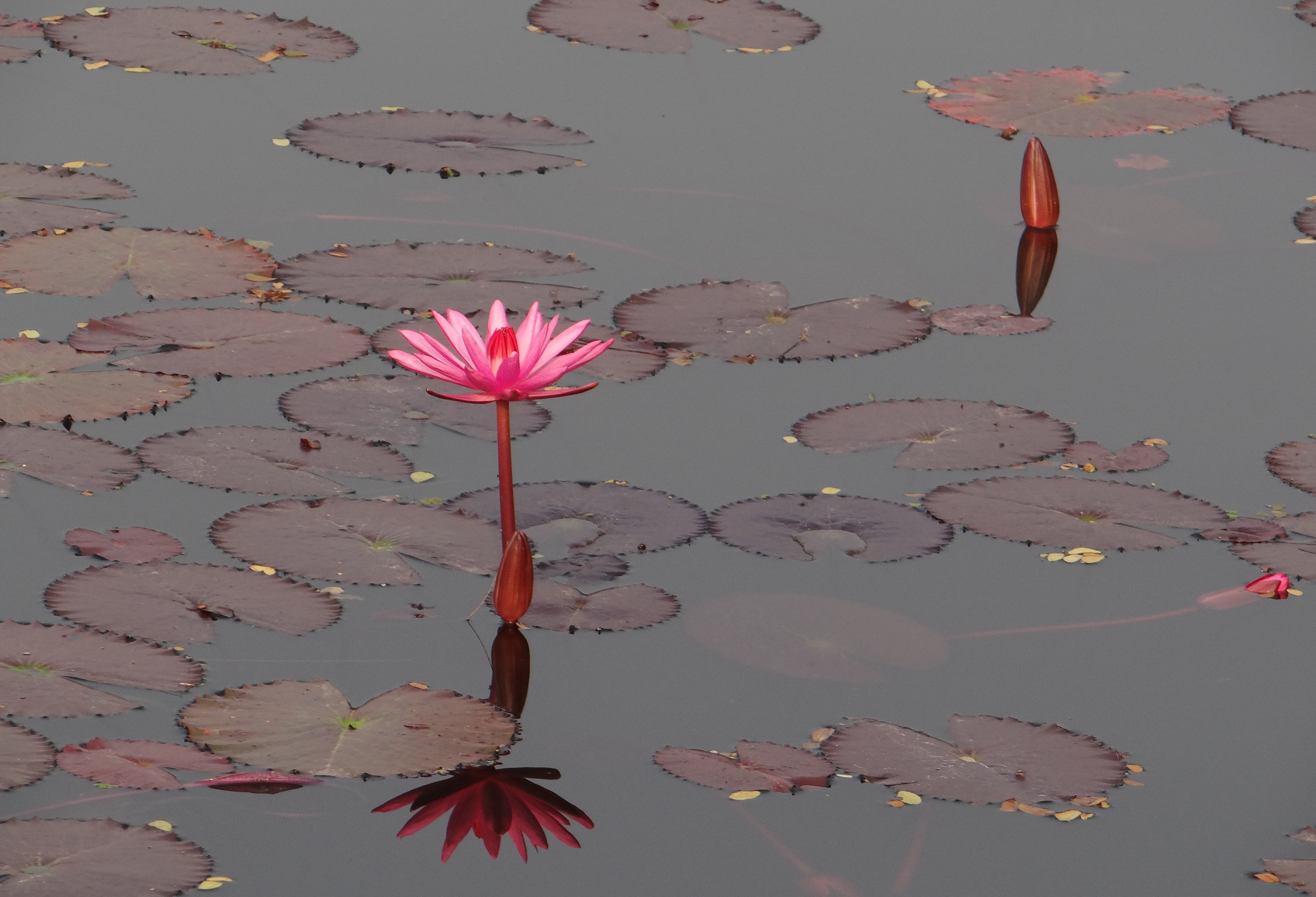plant part, leaf, nature, kolkata, vulnerability, reflection, petal, india, high angle view, nymphaea rubra, summer, floating on water, plant, lotus Water Lily, HD Wallpaper