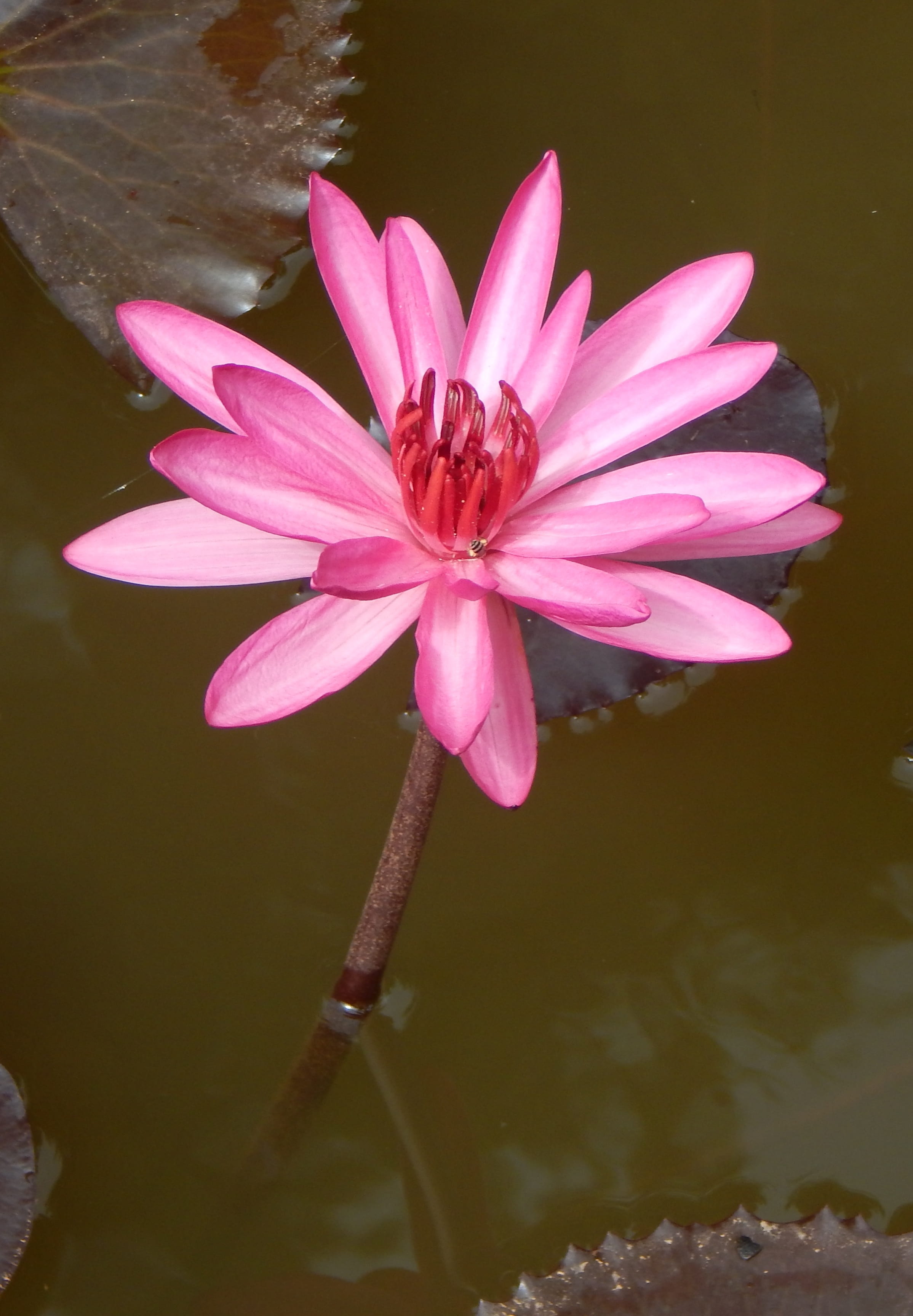 leuconymphaea rubra, leaf, nymphaea magnifica, lal kamal, inflorescence, outdoor, water, india, nature, flower head, waterlily, pollen, beauty in nature, Phone HD Wallpaper