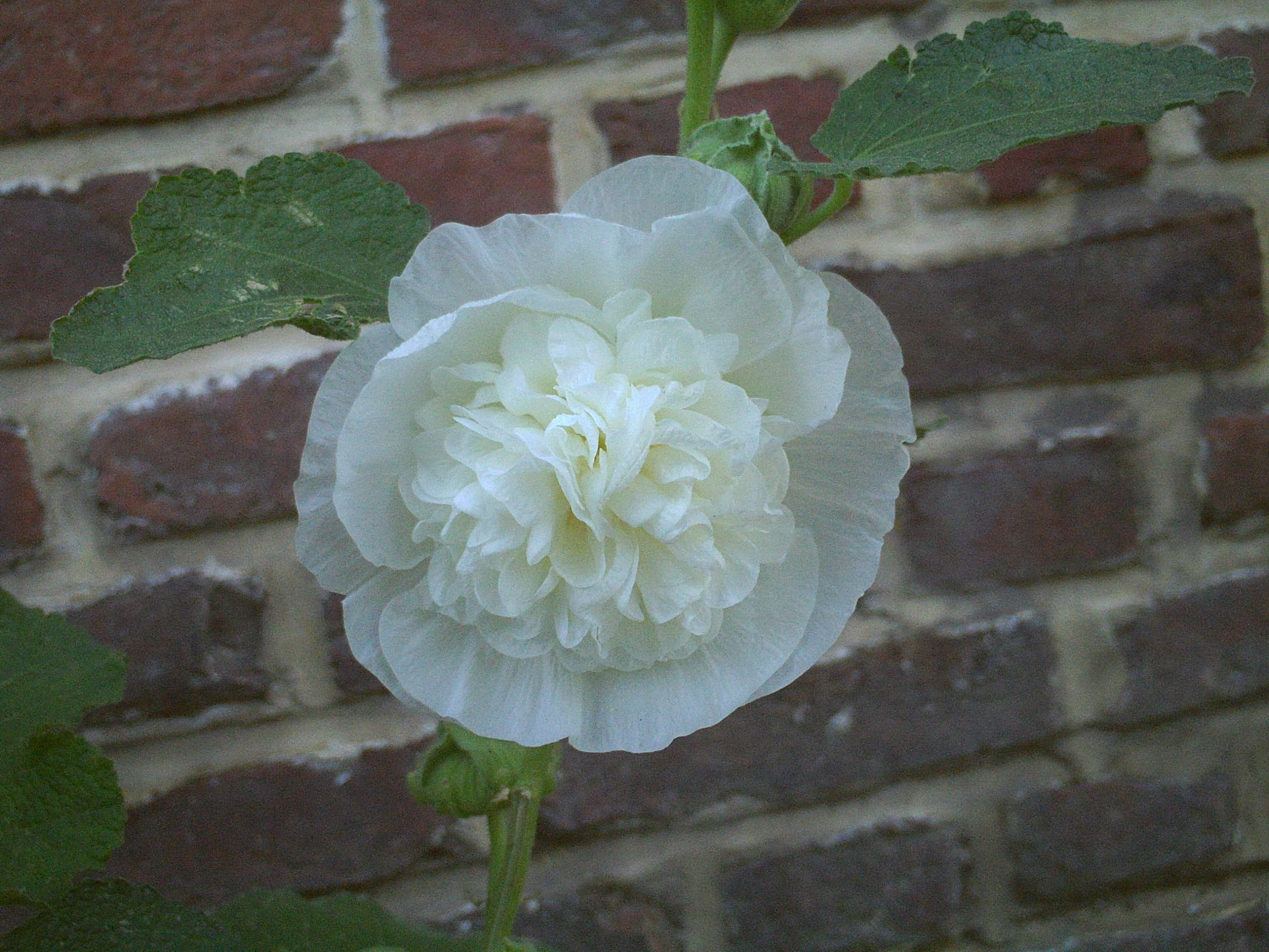 beauty in nature, brick, wall, 2K, vulnerability, flower head, freshness, growth, nature, plant, day, brick wall, white, white color, alcea rosea, flower, HD Wallpaper
