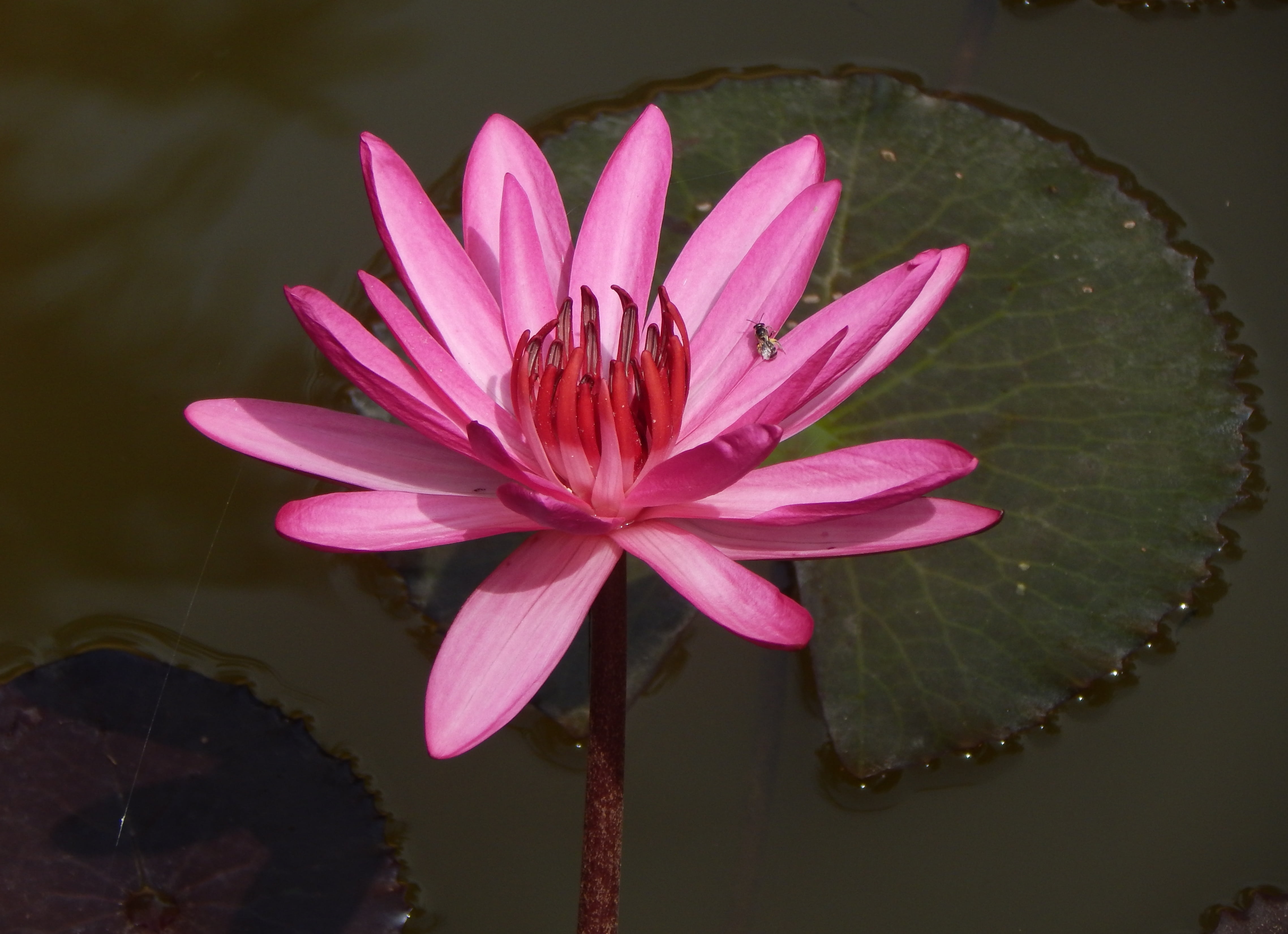 fragility, summer, aquatic, no people, blooming, freshness, raktakamal, garden, red water lily, nymphaea magnifica, floating on water, purple, pollen, vulnerability, HD Wallpaper