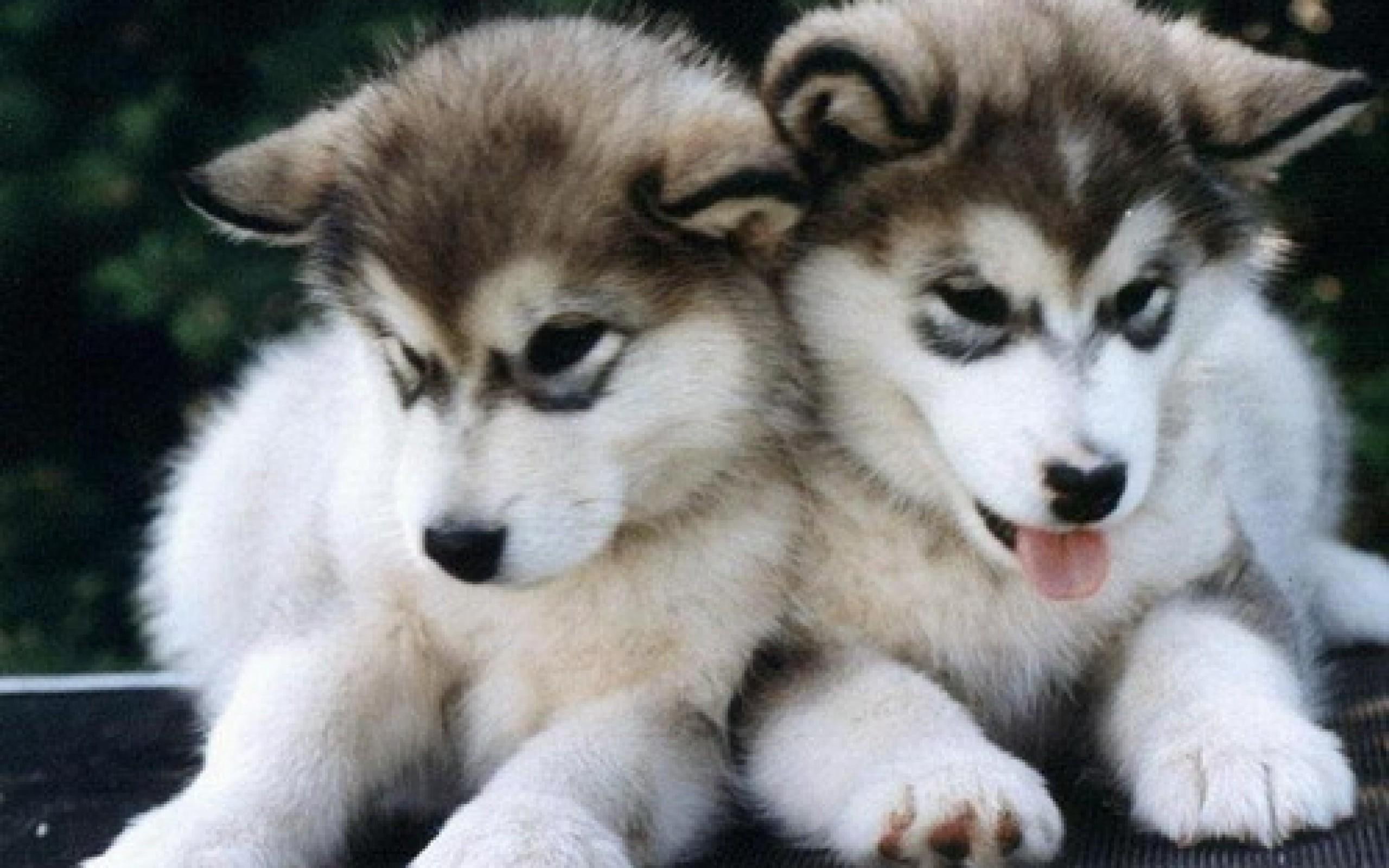 2K, animals, cute, dog face, playful dog, bubbles, playful, beautiful, lovely, dogs, face, sweet, pretty, HD Wallpaper
