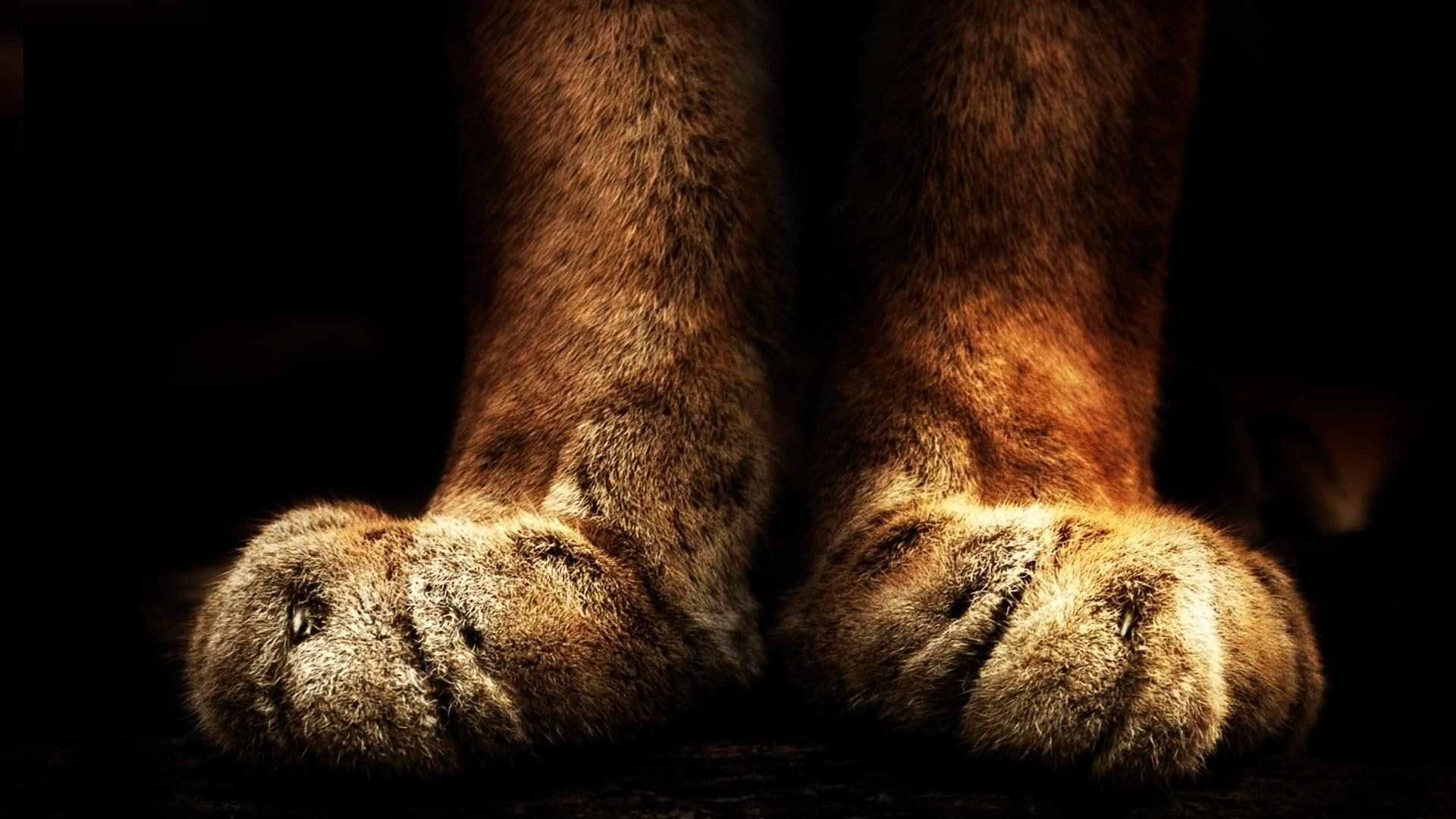 face, beau, 1080P, animals, sweet, cute, paws, kitten, lovely, kitty, pretty, sleeping, cats, cat face, HD Wallpaper
