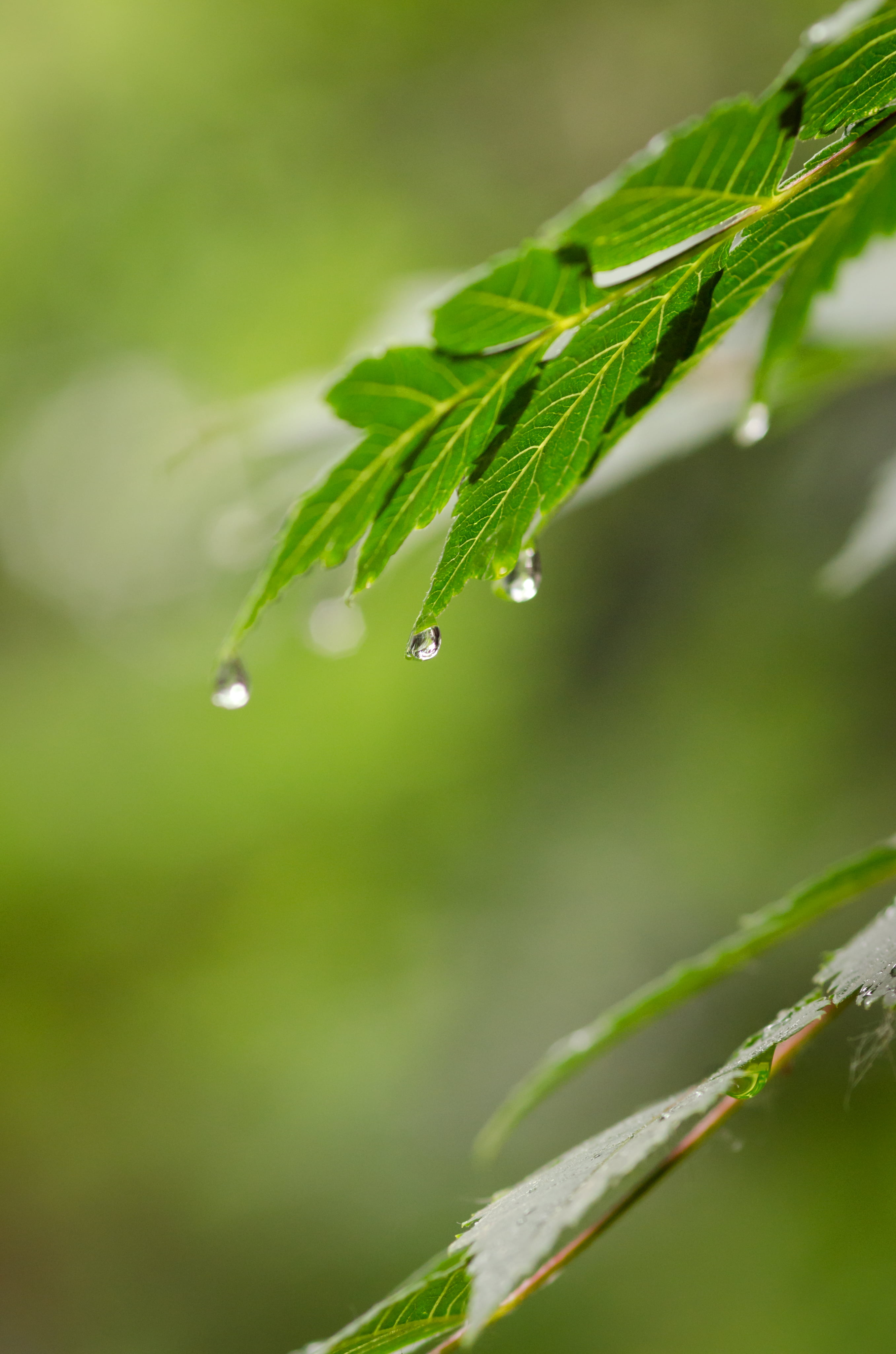 4K, leaf, dew, sigma, nature, morning dew, macro  lens, plant, summer, Forest  green, 105mm, calmness, outdoors, nikon  d5100, macro, selective, green Color, Phone HD Wallpaper