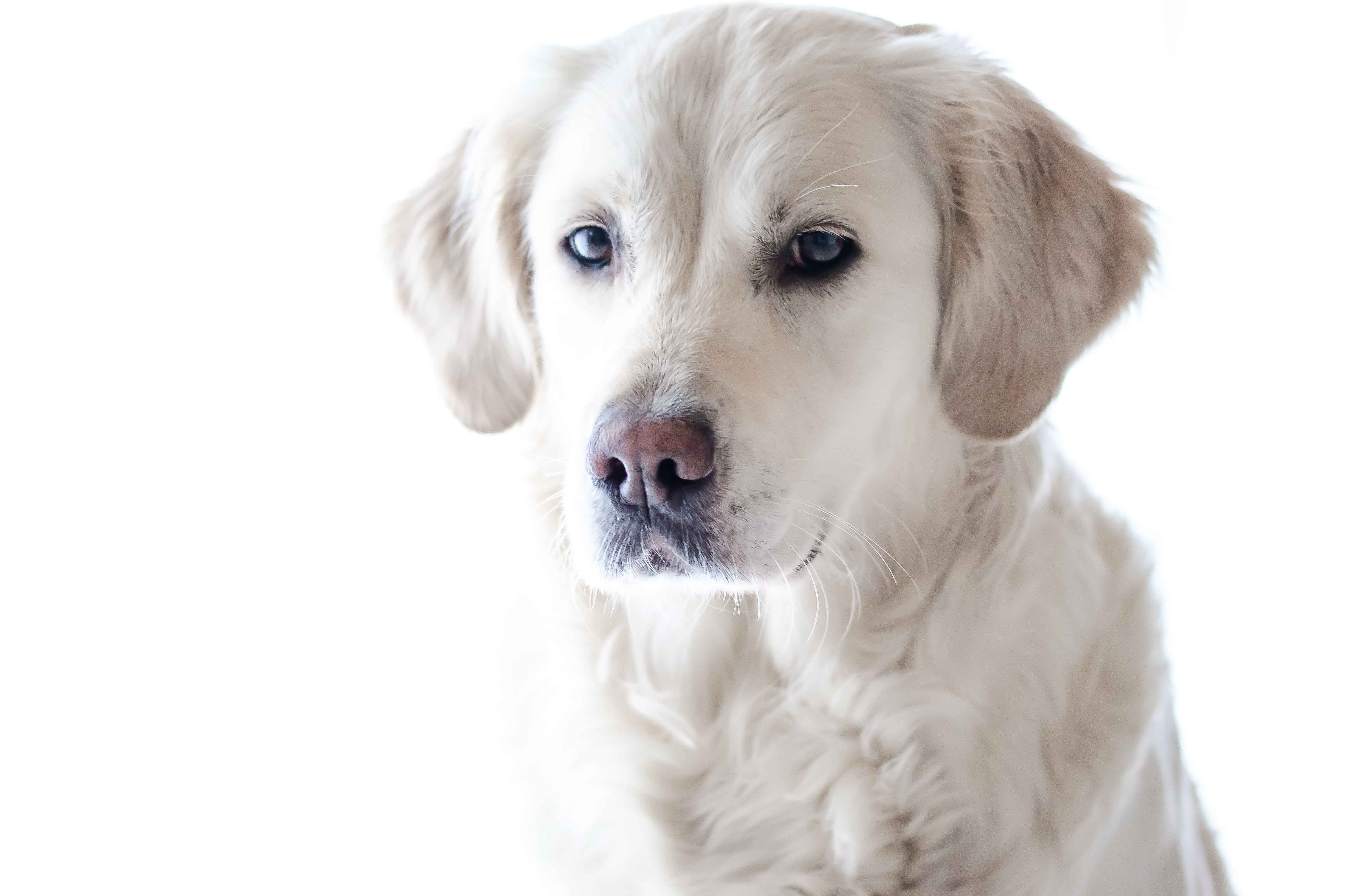 looking at camera, studio shot, 4K, wildlife photography, animal body part, fun, animal, hairstyle, female, adult, golden retriver, cream, dog, no people, HD Wallpaper