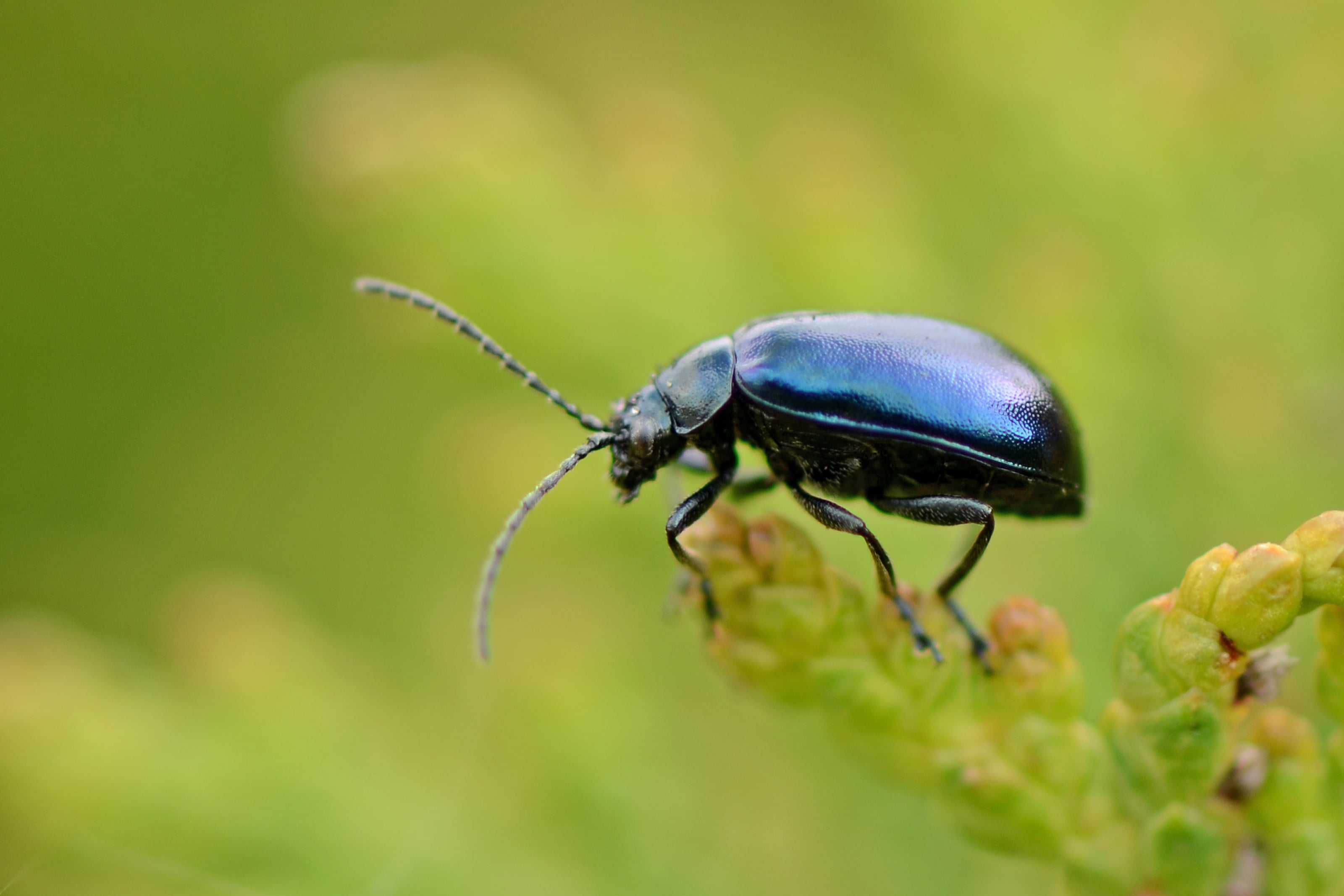 micro, Black beauty, beetle, animal, scarab Beetle, nature, leaf  beetle, wildlife, Nikon  D5100, black, 2K, green Color, weevil, leaf, invertebrate, green leaf, HD Wallpaper