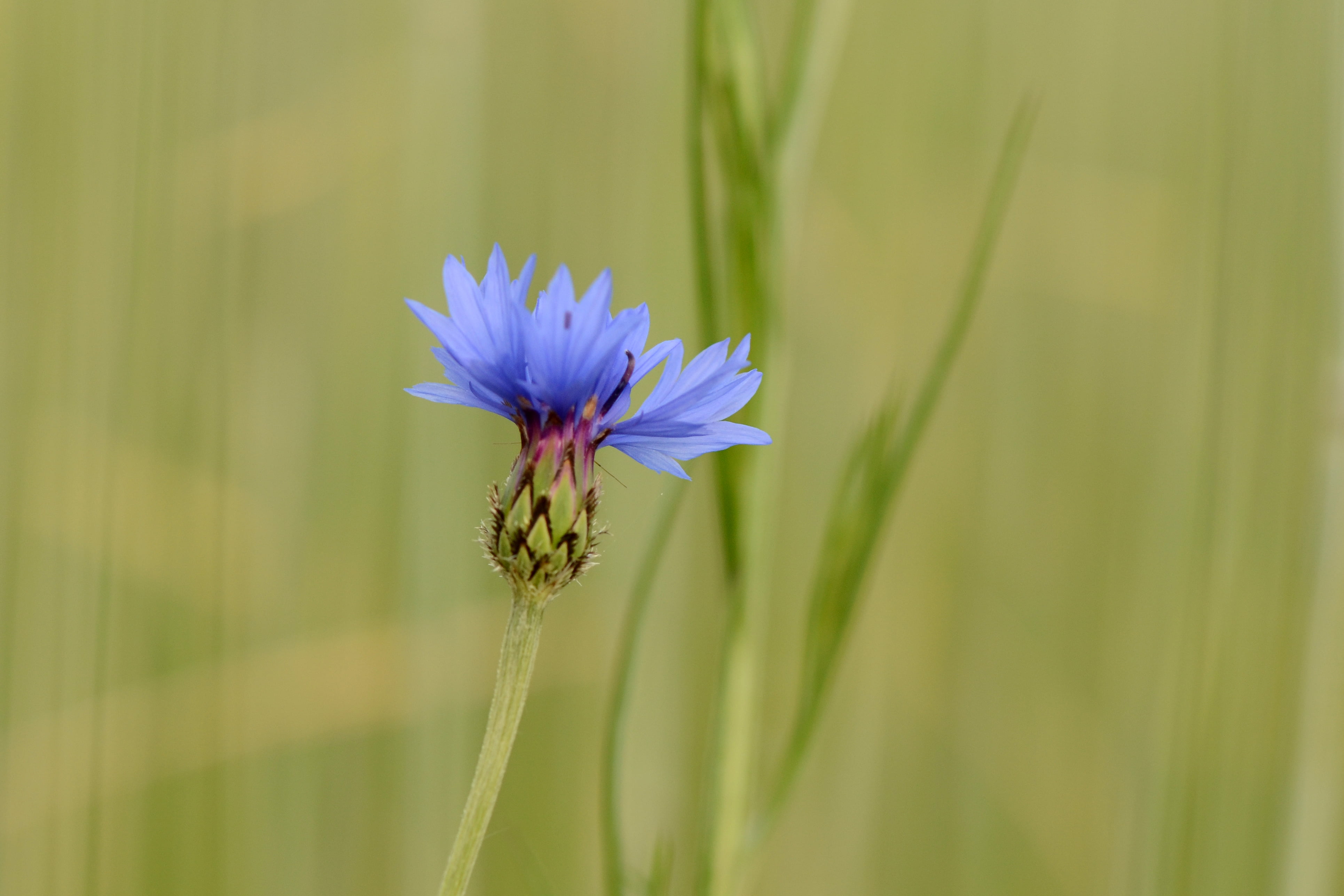photo, cornflower, selective focus, focus, selective, 4K, flower, Nikon  D5100, blue, HD Wallpaper