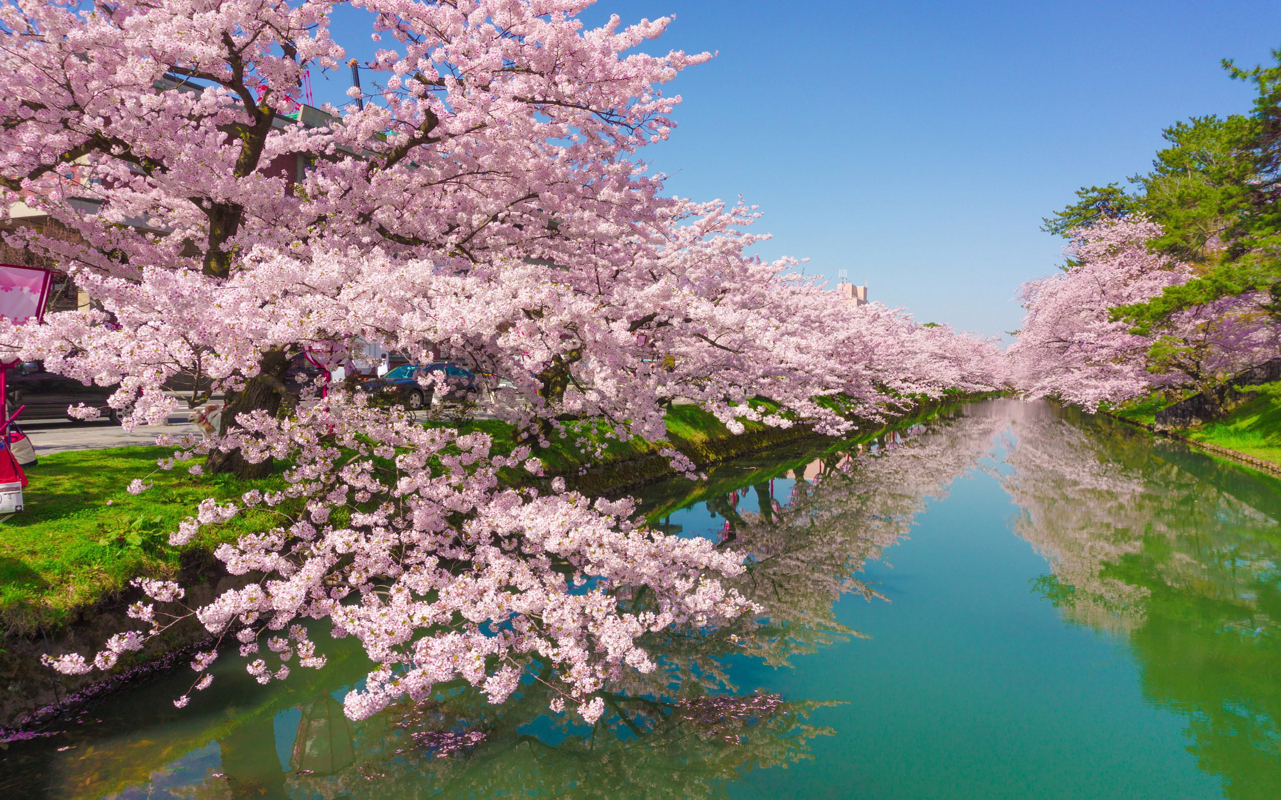  laptops, desktop, japan, cherry, flowers, green, river, tree, phones, hd, rose, town, 2K, shizuoka, mobile, kawazu, HD Wallpaper