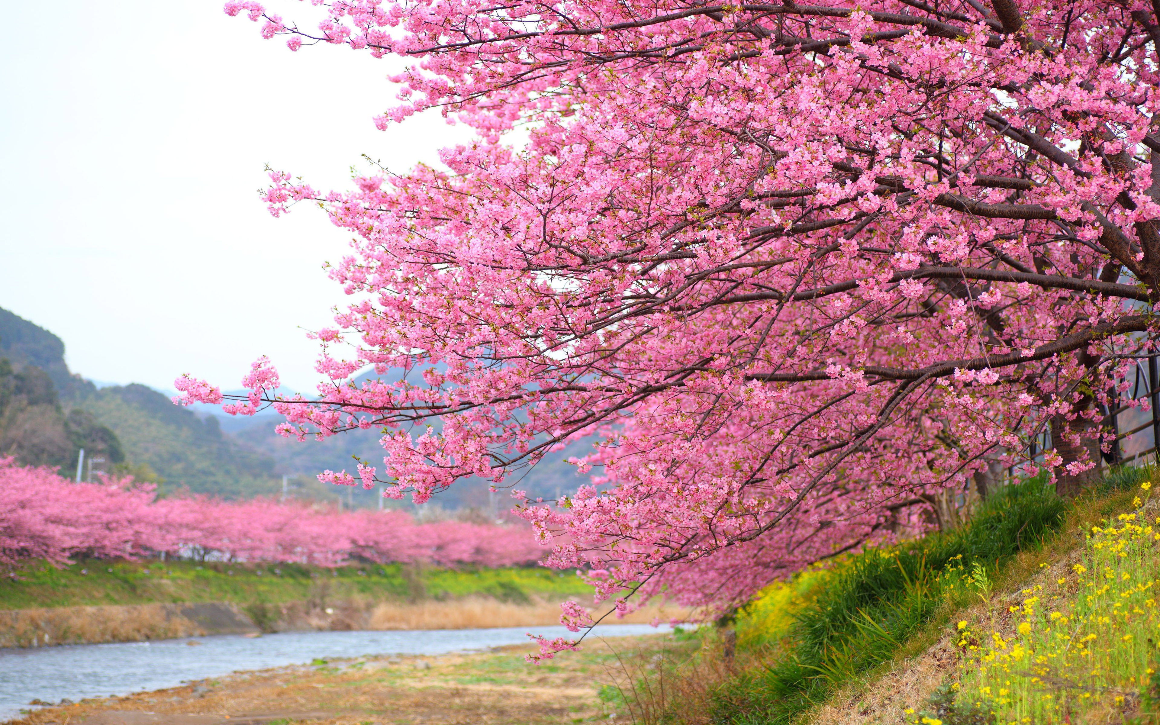 no people, landscape, hd, nature, kawazu, cherry, pink color, growth, springtime, desktop, tranquility, cherry tree, spring, day, japan, blossom, HD Wallpaper