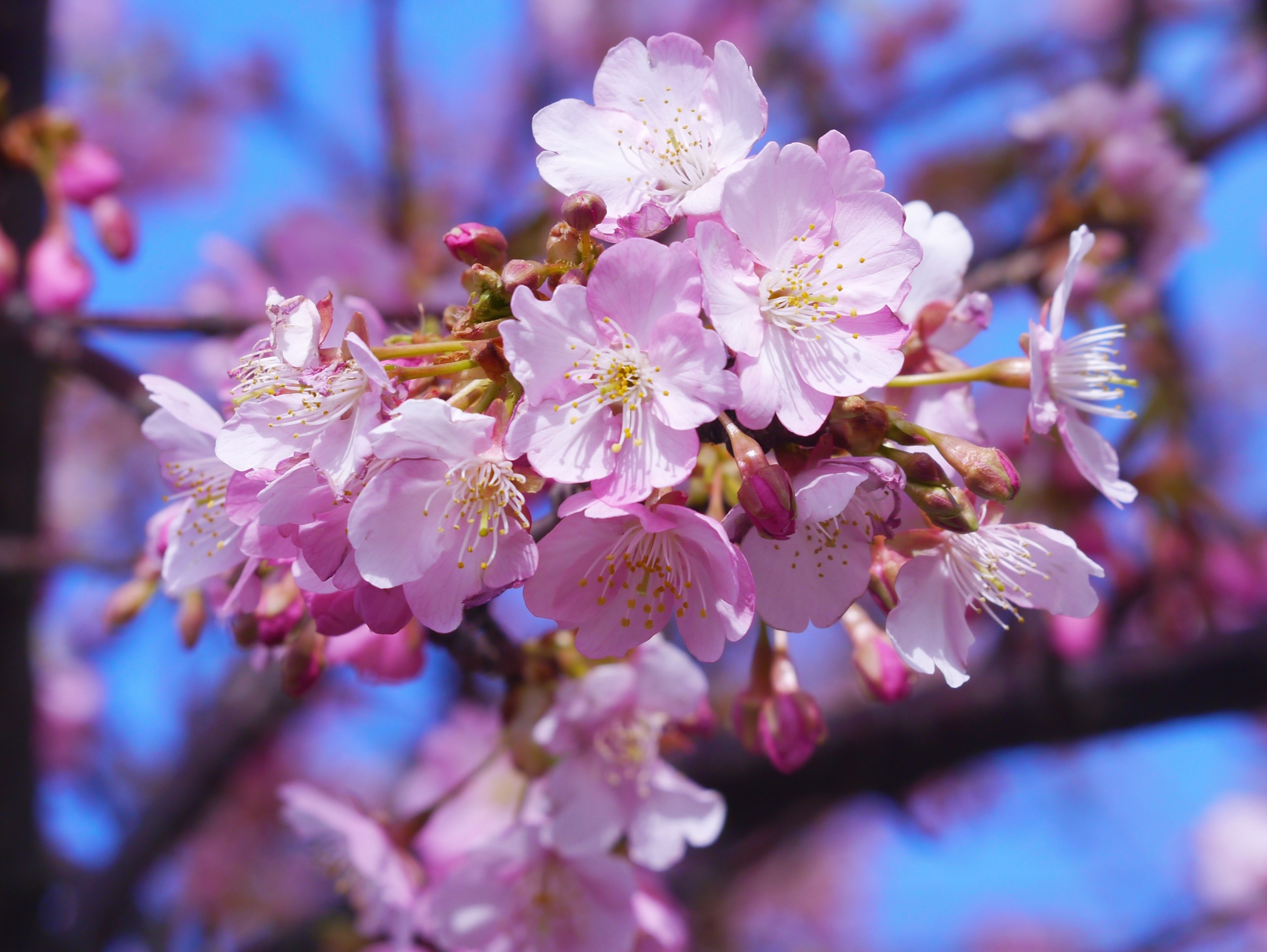 petal, branch, pink color, flower, freshness, day, growth, misakiguchi, pollen, blue sky, selective focus, cherry, bunch of flowers, plant, cherry blossom, HD Wallpaper