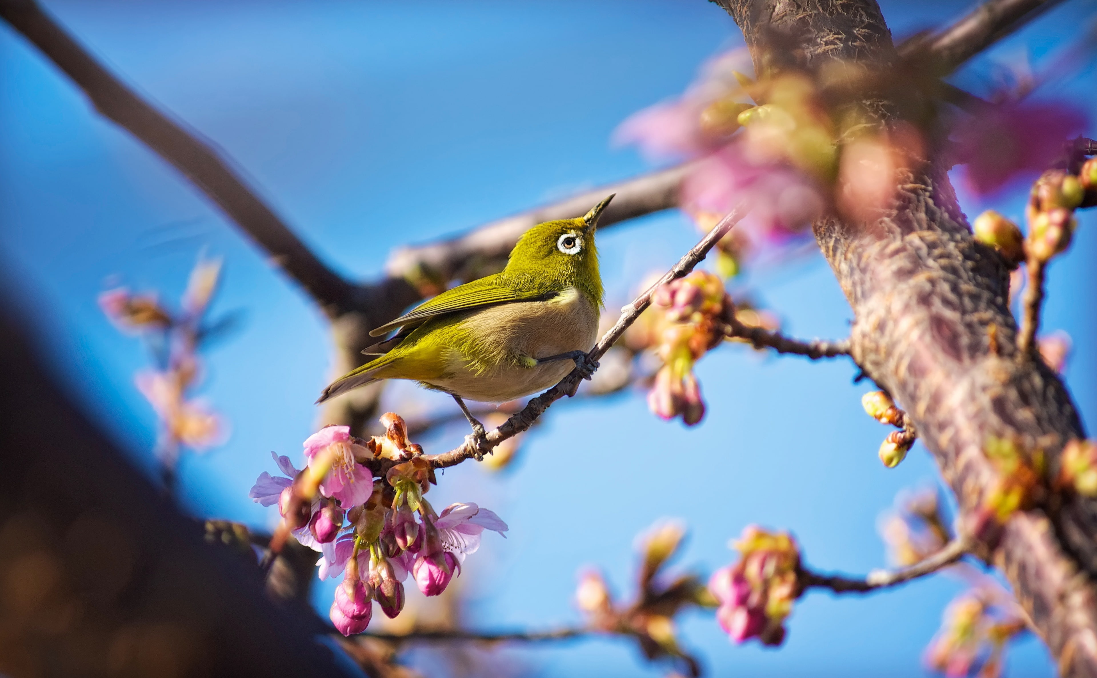 close-up, low angle view, Animals, animals in the wild, Flowers, flower, nature, day, flower head, Photography, sakura, Aperture, Mejiro, cherry blossoms, HD Wallpaper