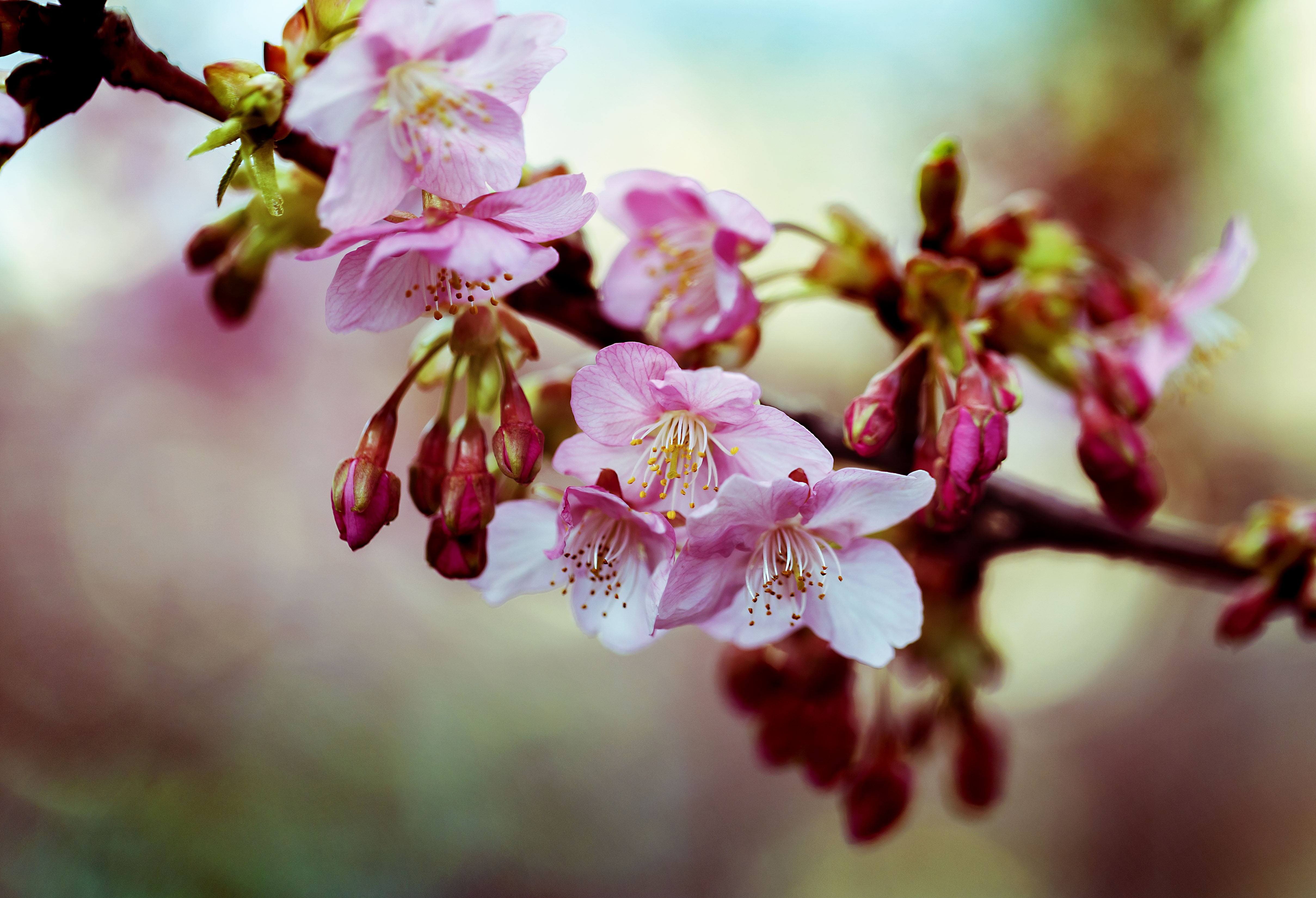 kawazu cherry blossom, growth, 4K, inflorescence, no people, blossom, purple, beauty in nature, plant, freshness, flowers, spring, pollen, flowering plant, HD Wallpaper