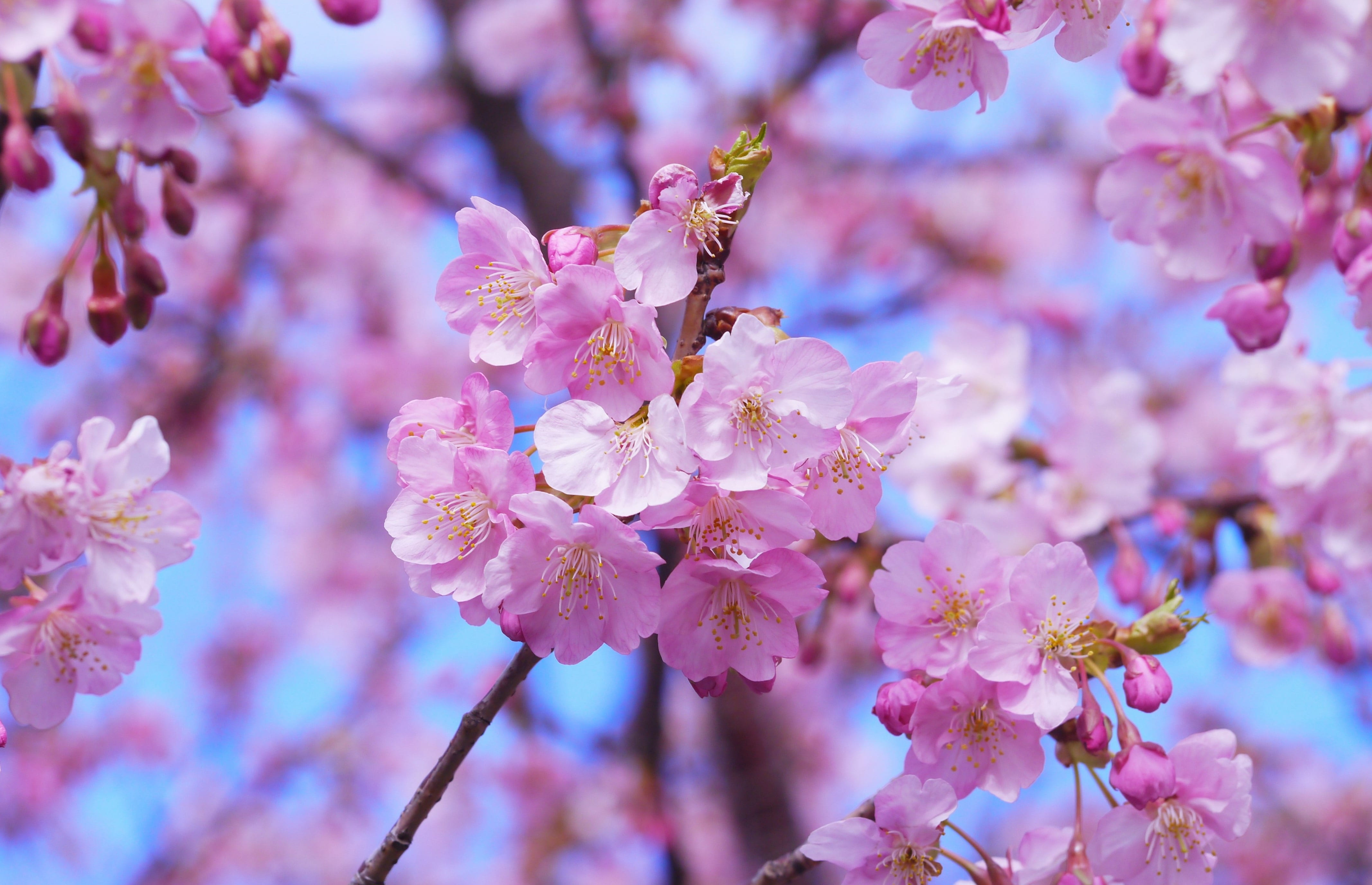 nature, kanagawa, blue sky, flower head, outdoors, tree, vulnerability, no people, pink, pink color, beautiful, japan, 4K, inflorescence, flowering plant, HD Wallpaper