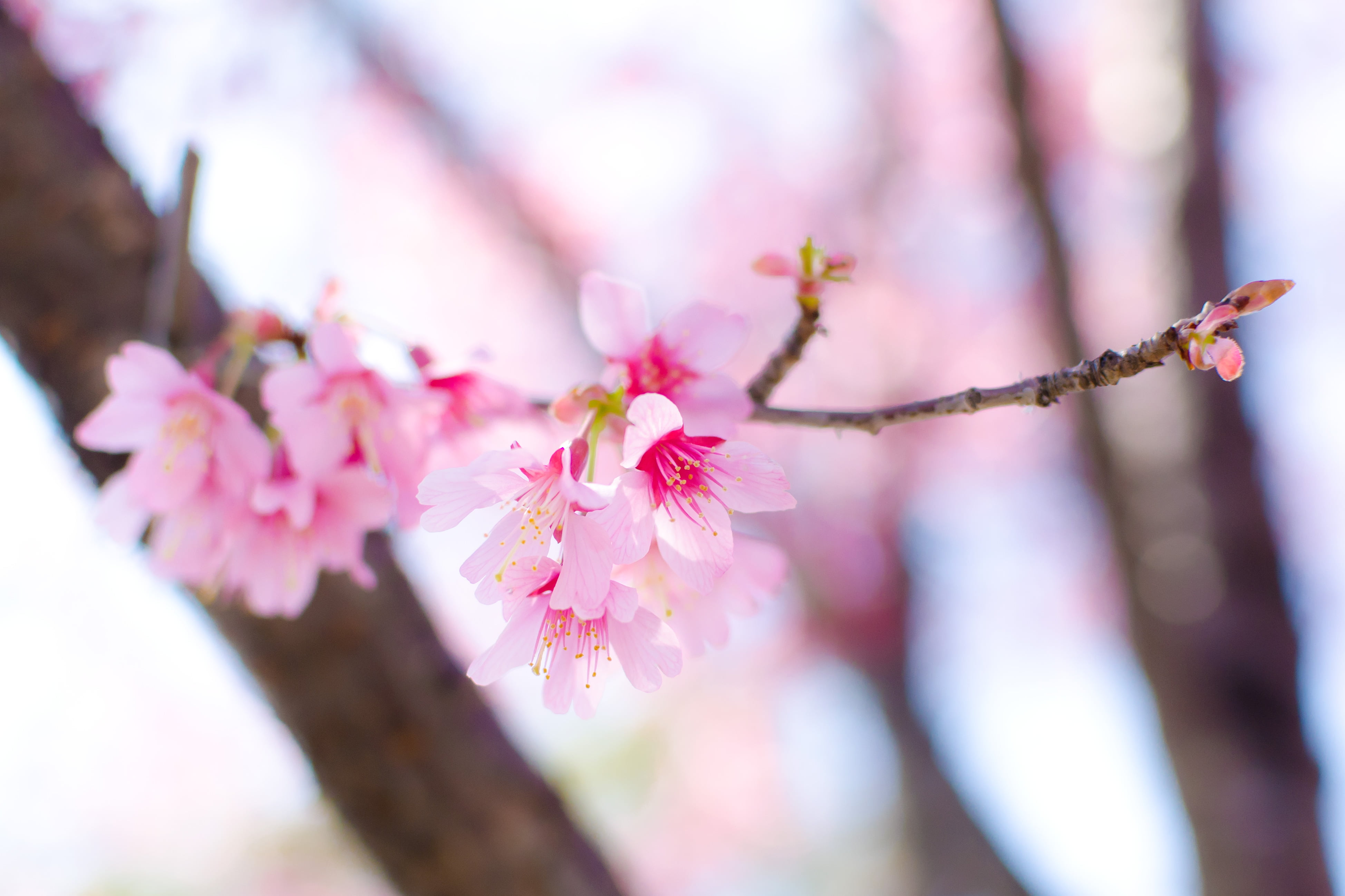 Nogeyama, 4K, Nikon AF, Nikon  D7000, photography, Park, March, flowers, Flower, Cherry Blossom, nature, Nishi Ward, shallow, white, Macro, Yokohama, Japan, HD Wallpaper