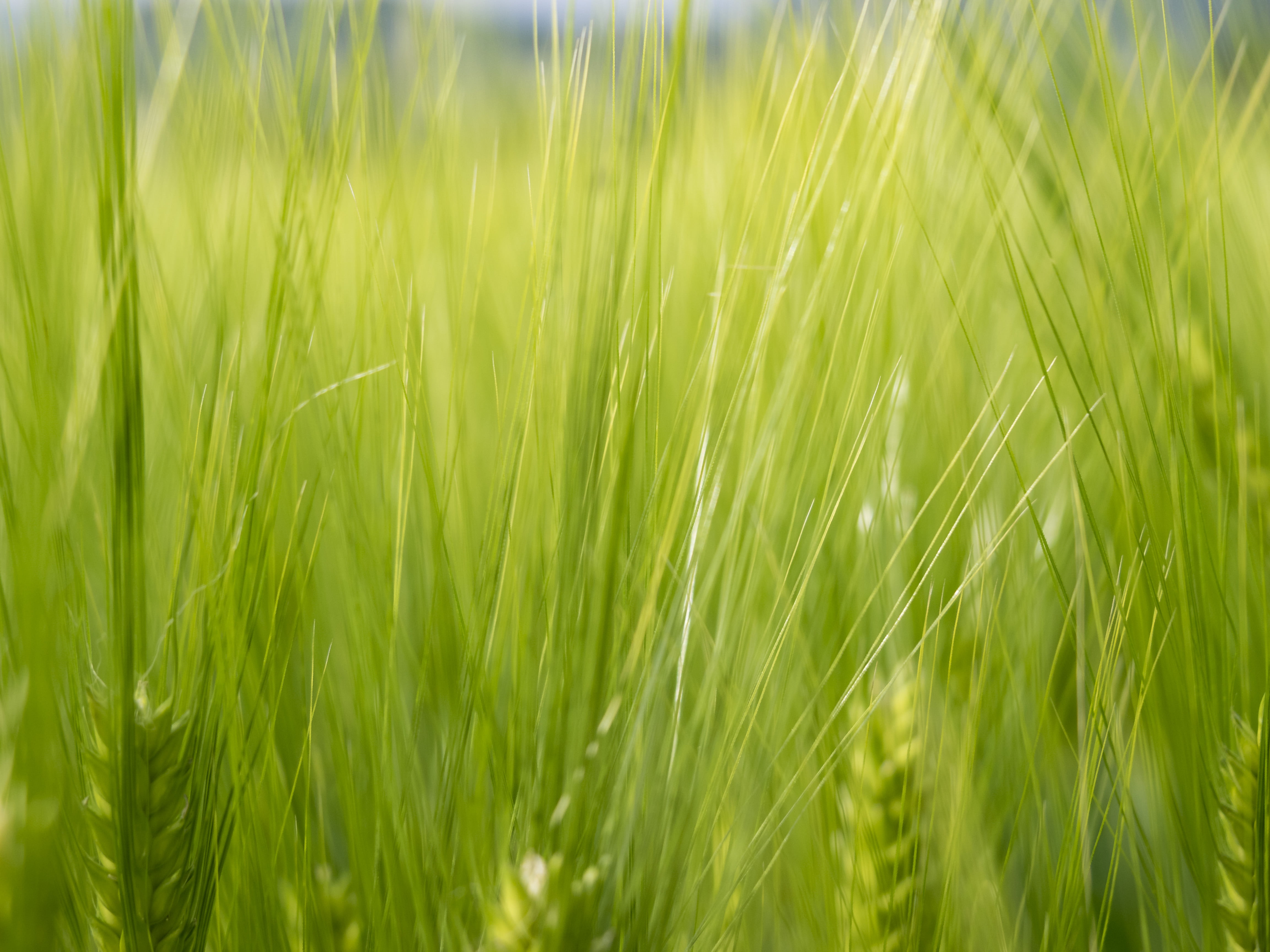 lombardia, fiore, italy, italia, outdoors, brescia, m1, printemps, field, ربي, Frühling, plant, franciacorta, leonessa, growth, spring, زهر, ردي, close-up, HD Wallpaper