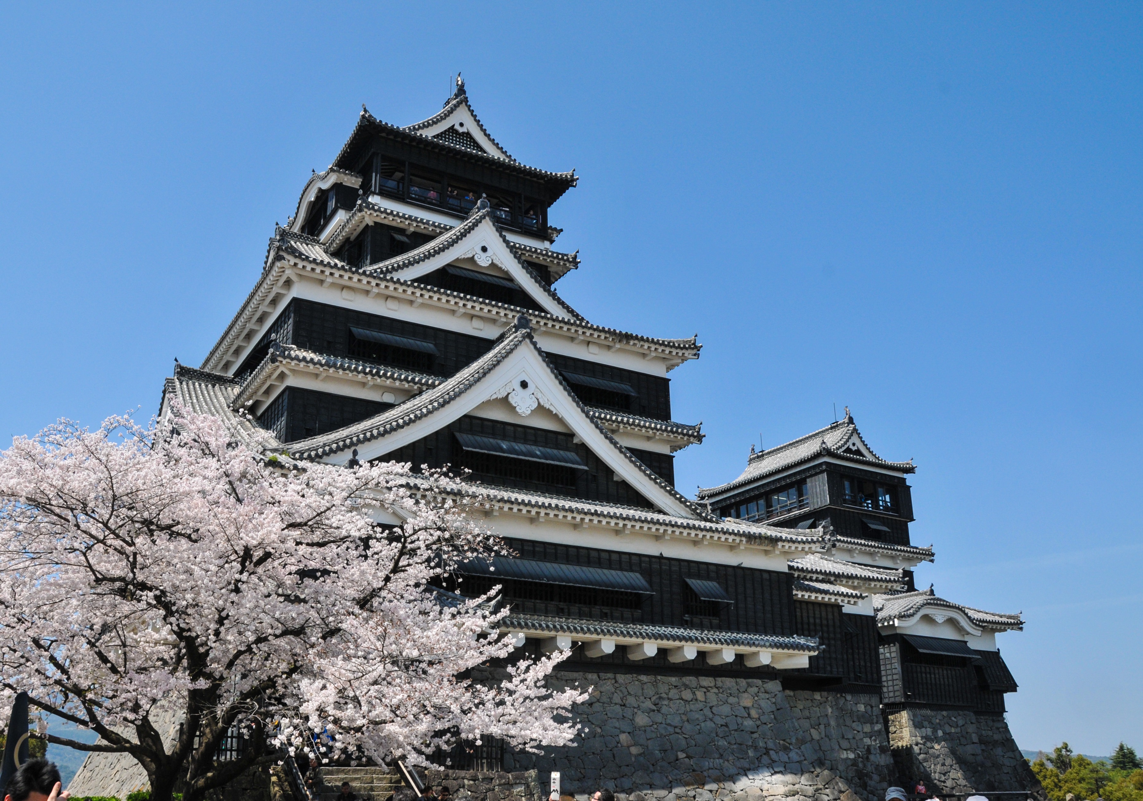 asia, branch, 2K, day, spring in japan, nature, japan flower, blossom, outdoors, blue, tower, low angle view, cultures, springtime, cherry blossoms, building exterior, HD Wallpaper