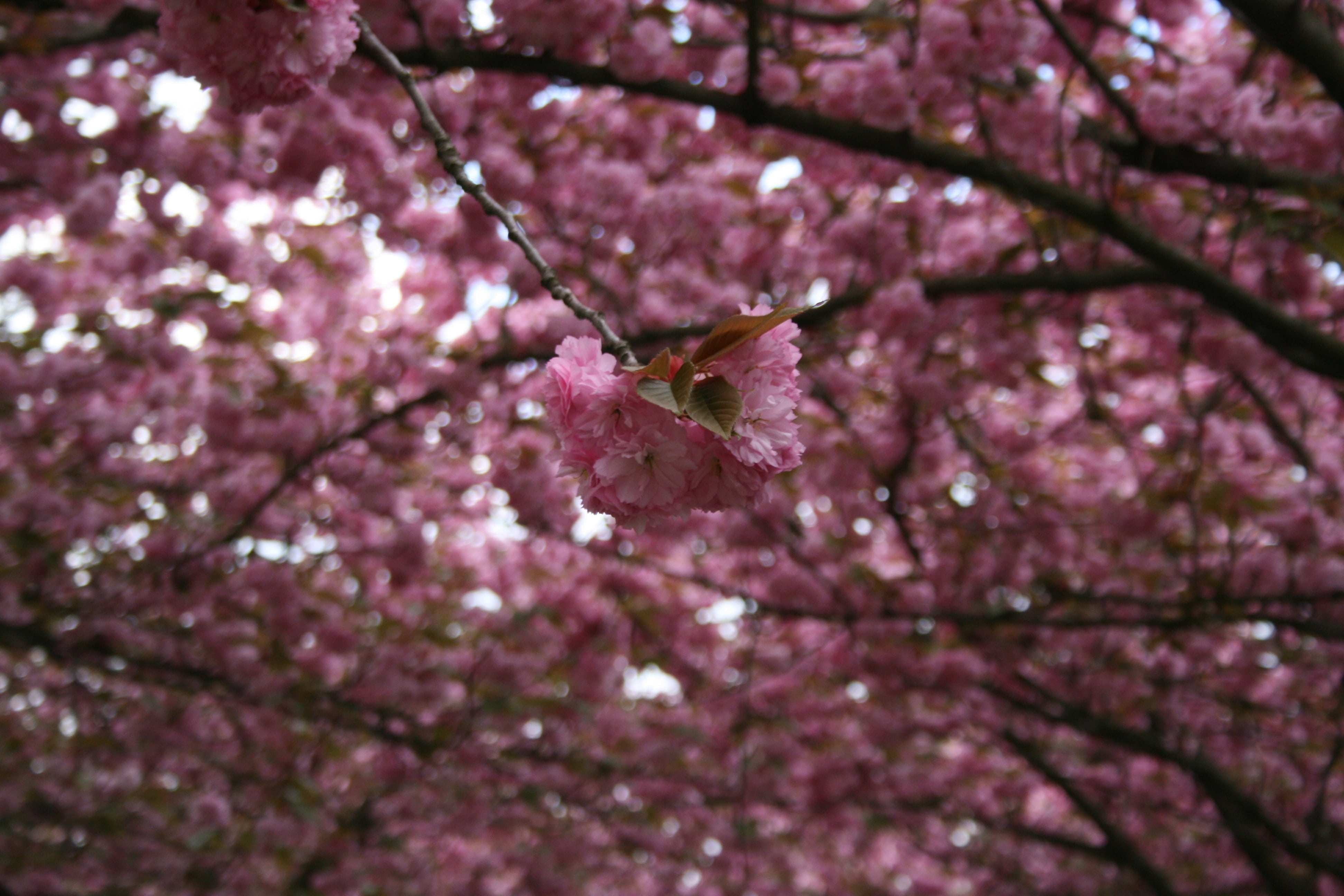 spring, pink color, vulnerability, invertebrate, animal wildlife, beauty in nature, cherry blossom, purple, branches, freshness, animal, animal themes, HD Wallpaper
