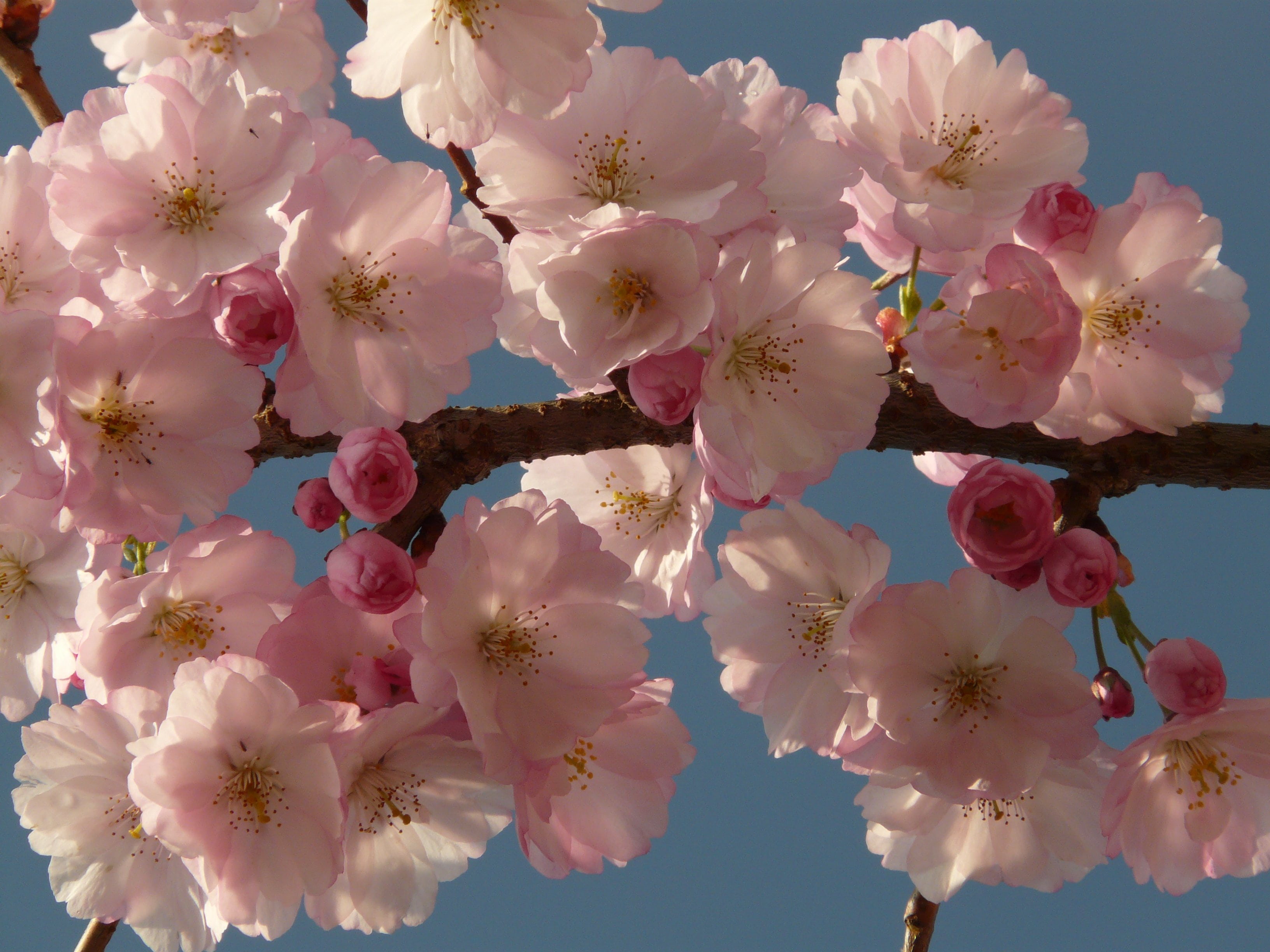 blossom, 2K, close-up, pink, ornamental cherry, oriental cherry, bunch of flowers, beauty in nature, cherry tree, ornamental plant, flower, tree, low angle view, HD Wallpaper