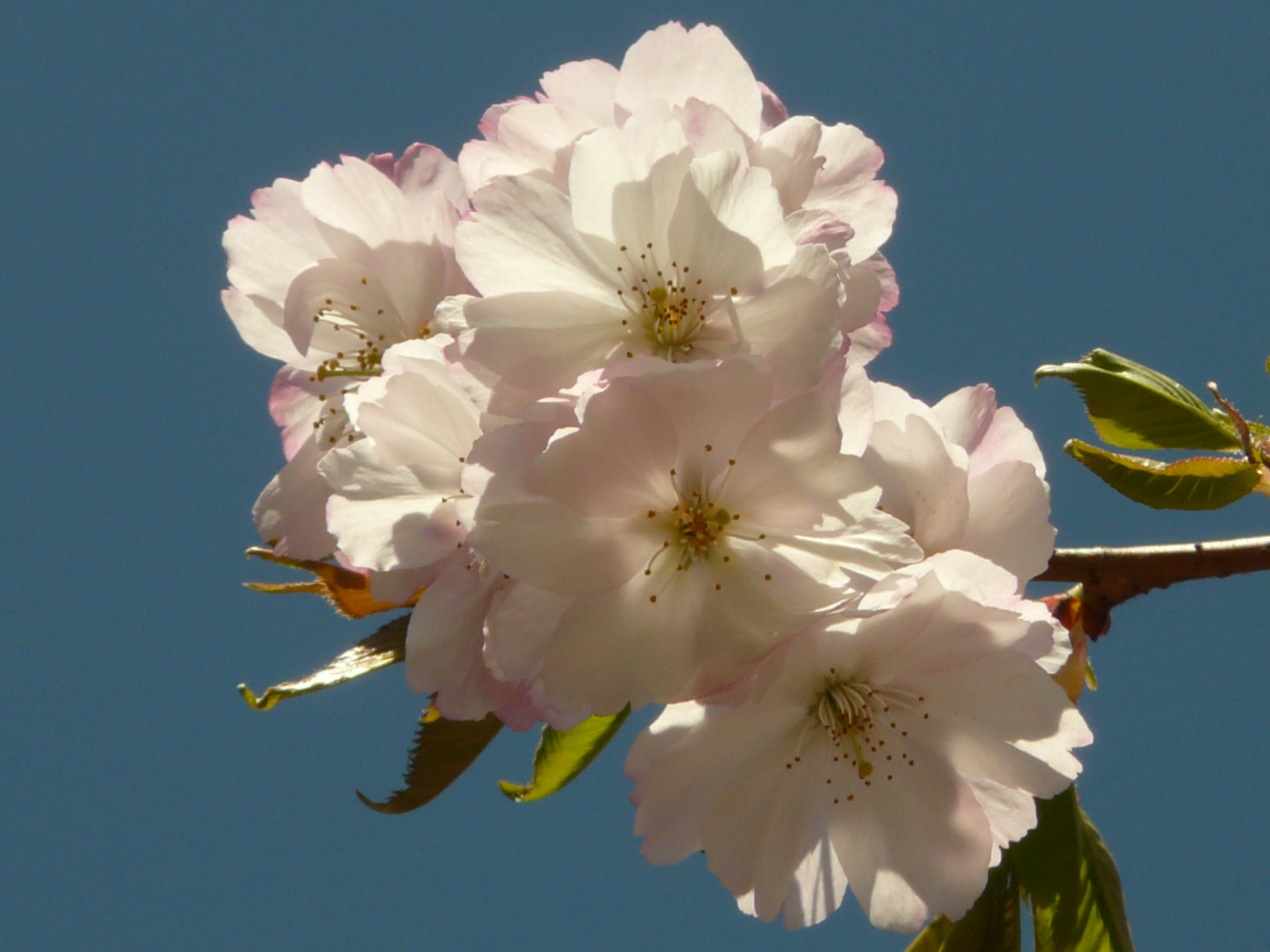 blossom, petal, outdoors, growth, flowering plant, prunus serrulata, smell, springtime, flower, inflorescence, close-up, freshness, bloom, vulnerability, HD Wallpaper