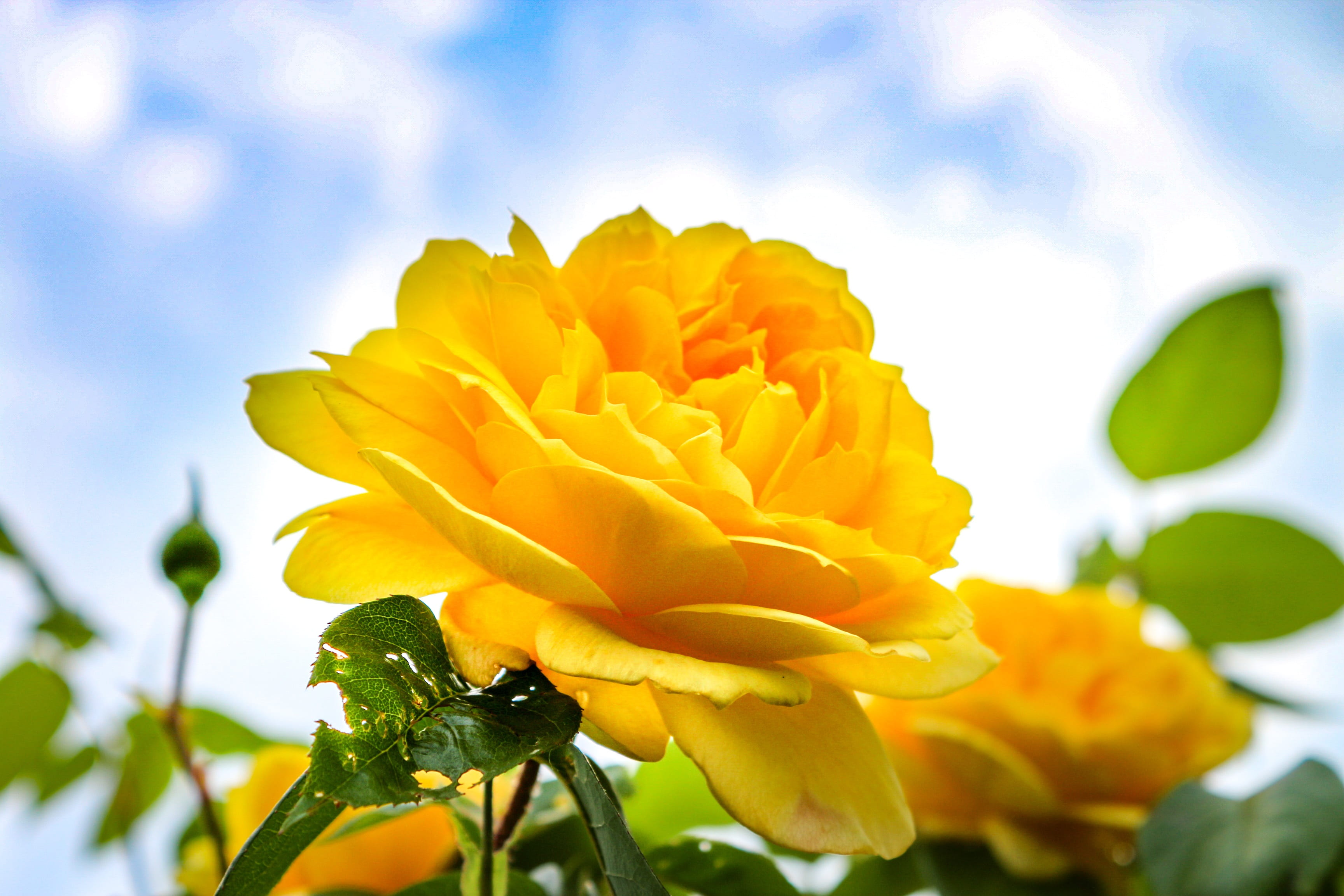 nature, flower head, growth, vibrant color, vulnerability, rosebush, animal, plant, beautiful, animal themes, rose, fragility, photography, rose bloom, HD Wallpaper
