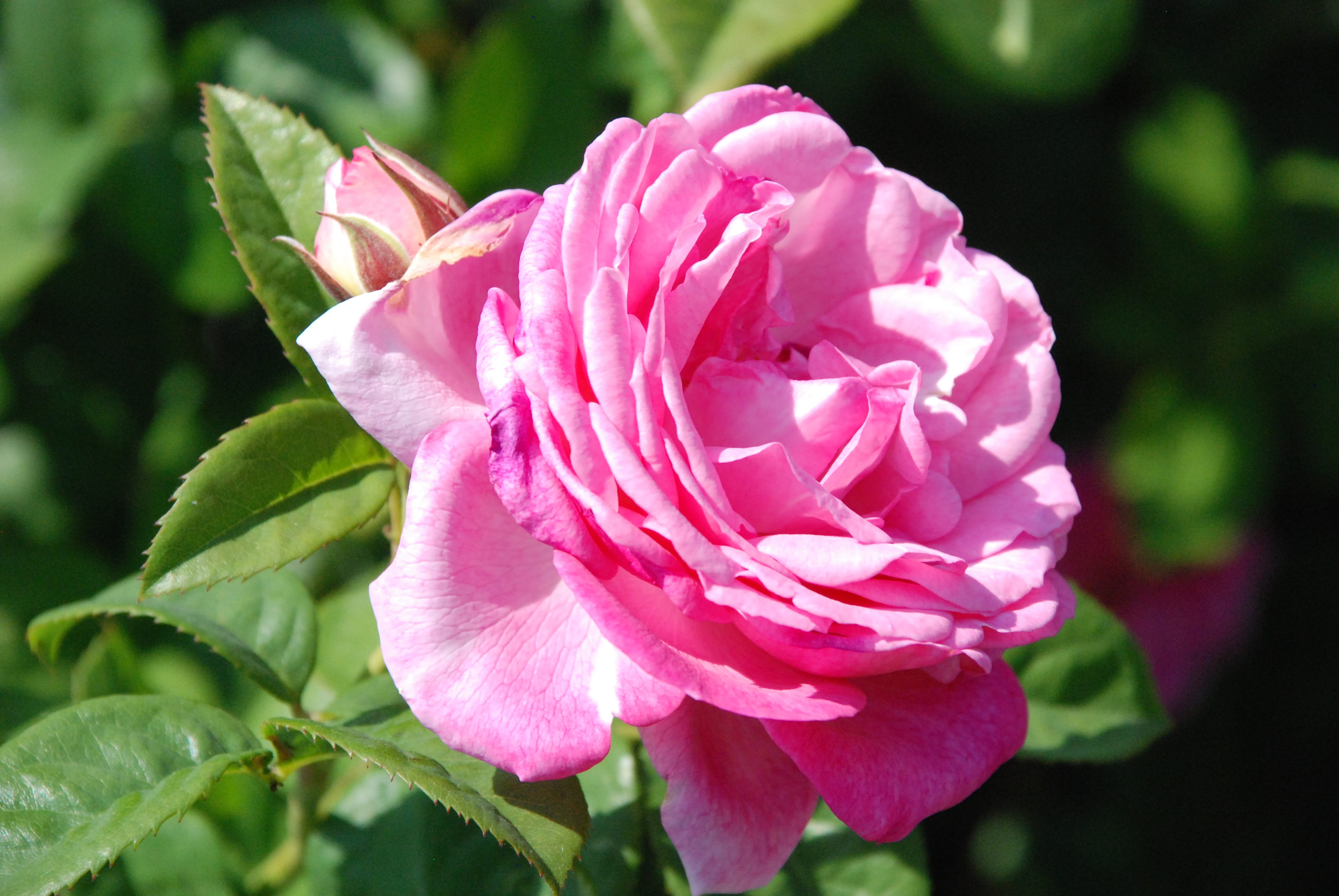 pink, flowers flowers, plant, beauty in nature, softness, plant part, close-up, leaf, peony, blossom, petal, outdoors, rose - flower, rose bloom, ornamental garden, HD Wallpaper