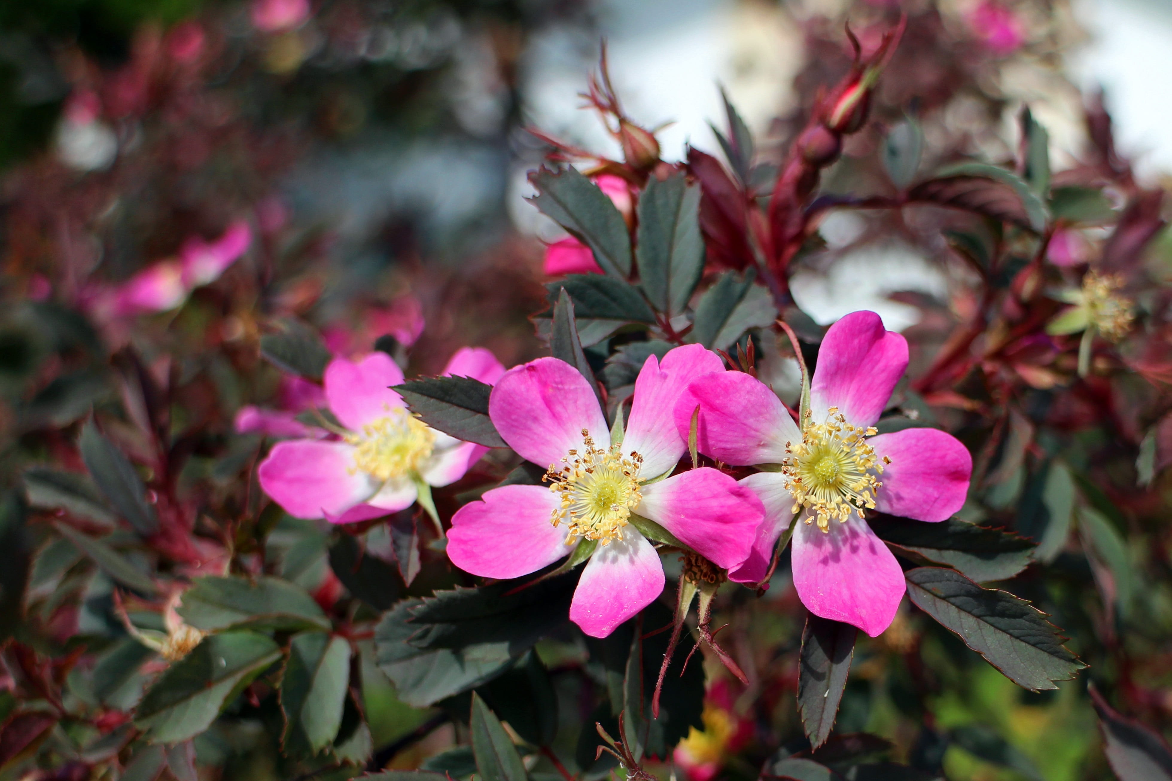 petal, springtime, vulnerability, rose family, fragility, close-up, pollen, plant, pink, outdoors, beauty in nature, tree, focus on foreground, blossom, HD Wallpaper