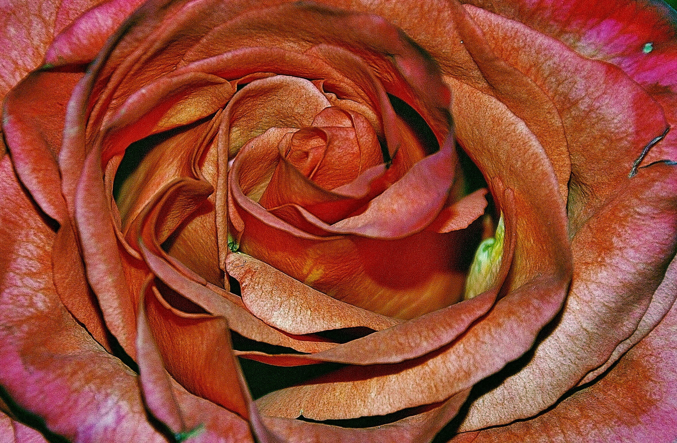 Flora, flower head, photo, Rose Family, tender, vulnerability, flower arrangement, love, beauty in nature, family, flowering plant, colours, macro, freshness, HD Wallpaper