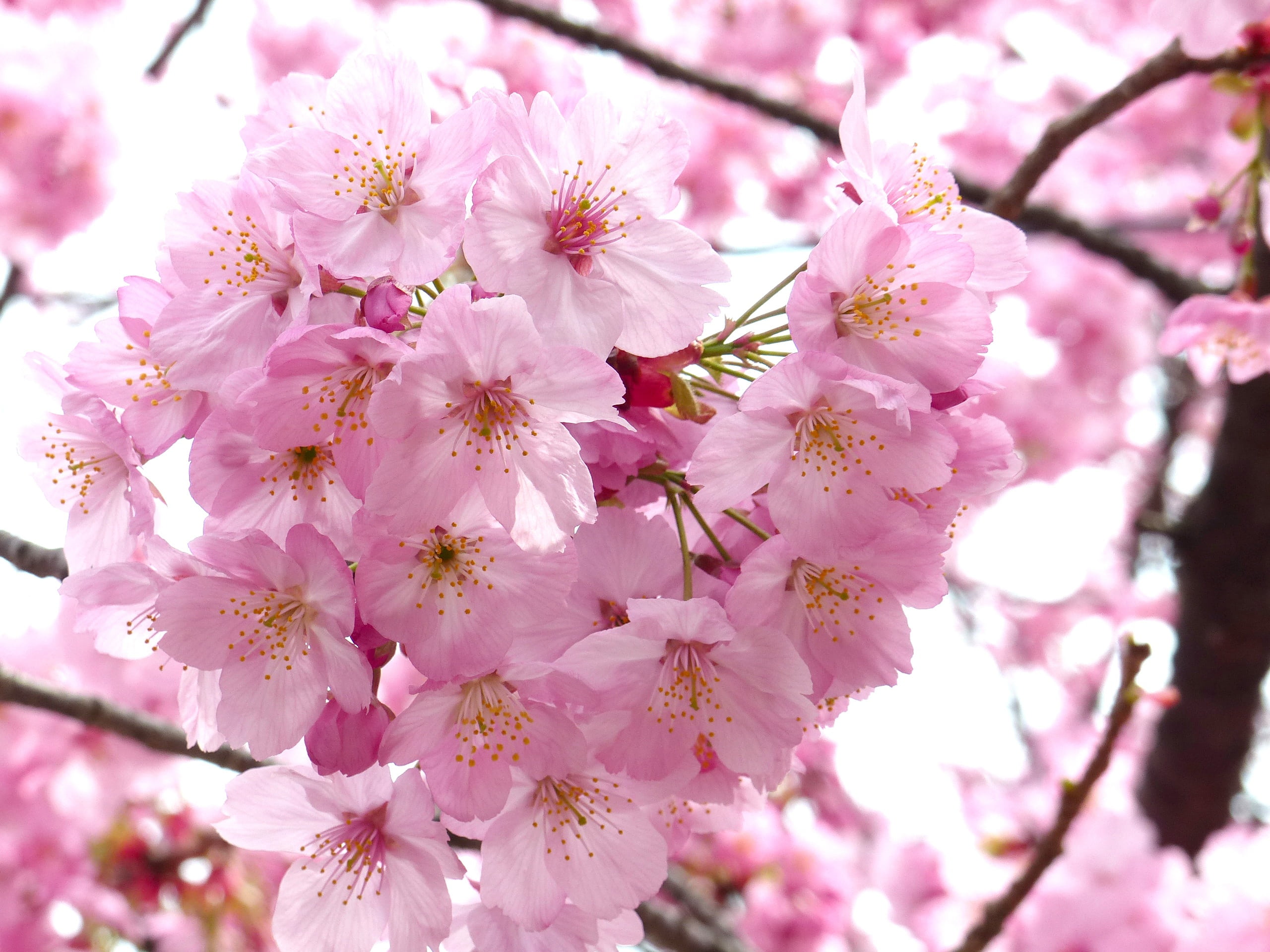 tree, cherry blossom, close-up, plant, cherry tree, leaf, branch, 2K, pink, freshness, no people, season, spring, white, inflorescence, japan, plum blossom, HD Wallpaper