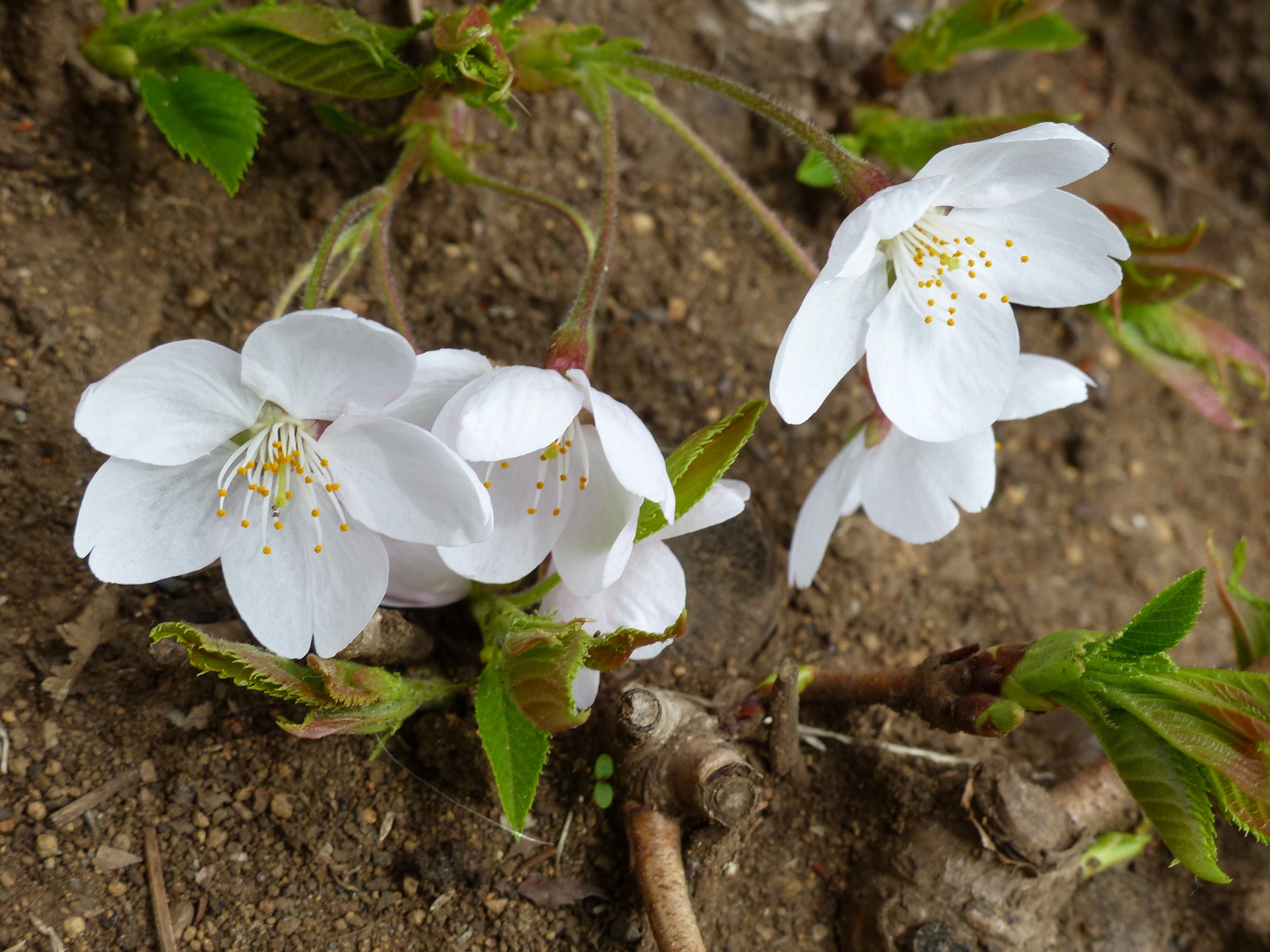 no people, season, softness, beauty in nature, leaf, inflorescence, white color, sky, close-up, freshness, springtime, flower, fragility, botany, petal, HD Wallpaper