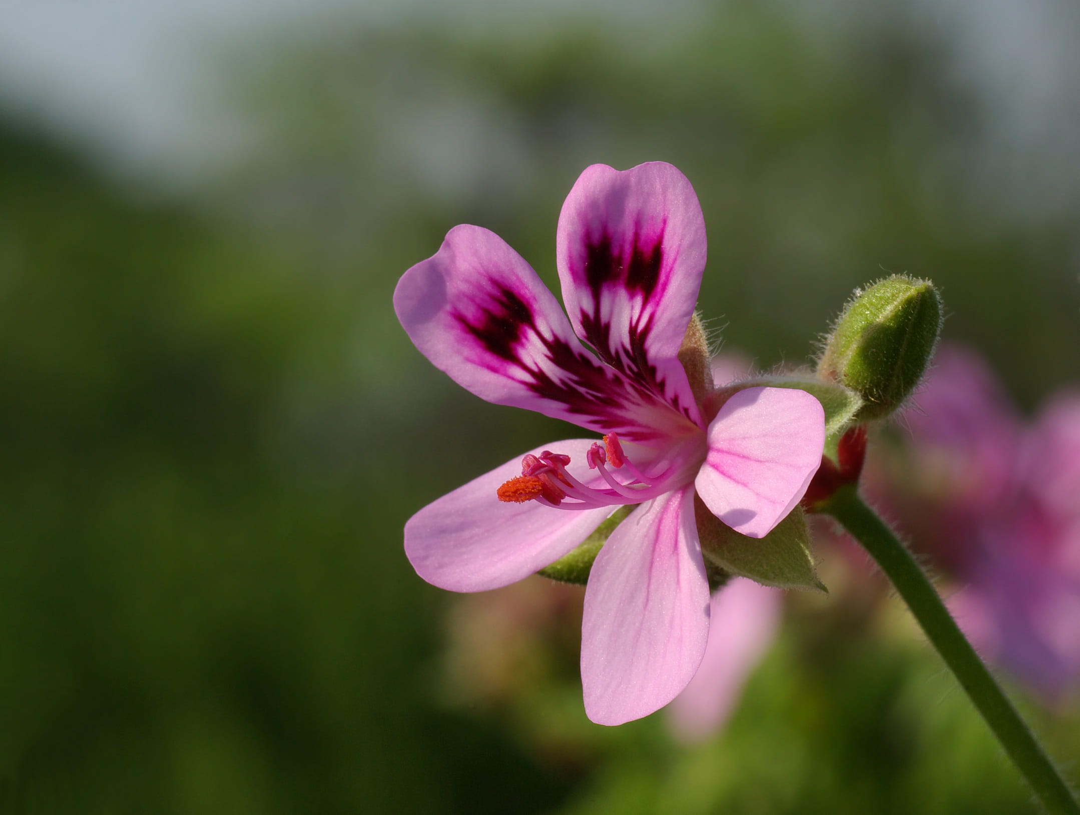 pollen, pink color, flowering plant, petals, fair ellen, Flower, garden, plant, blooming, bloom, day, cheery, floral, growing, bud, Geranium, springtime, HD Wallpaper