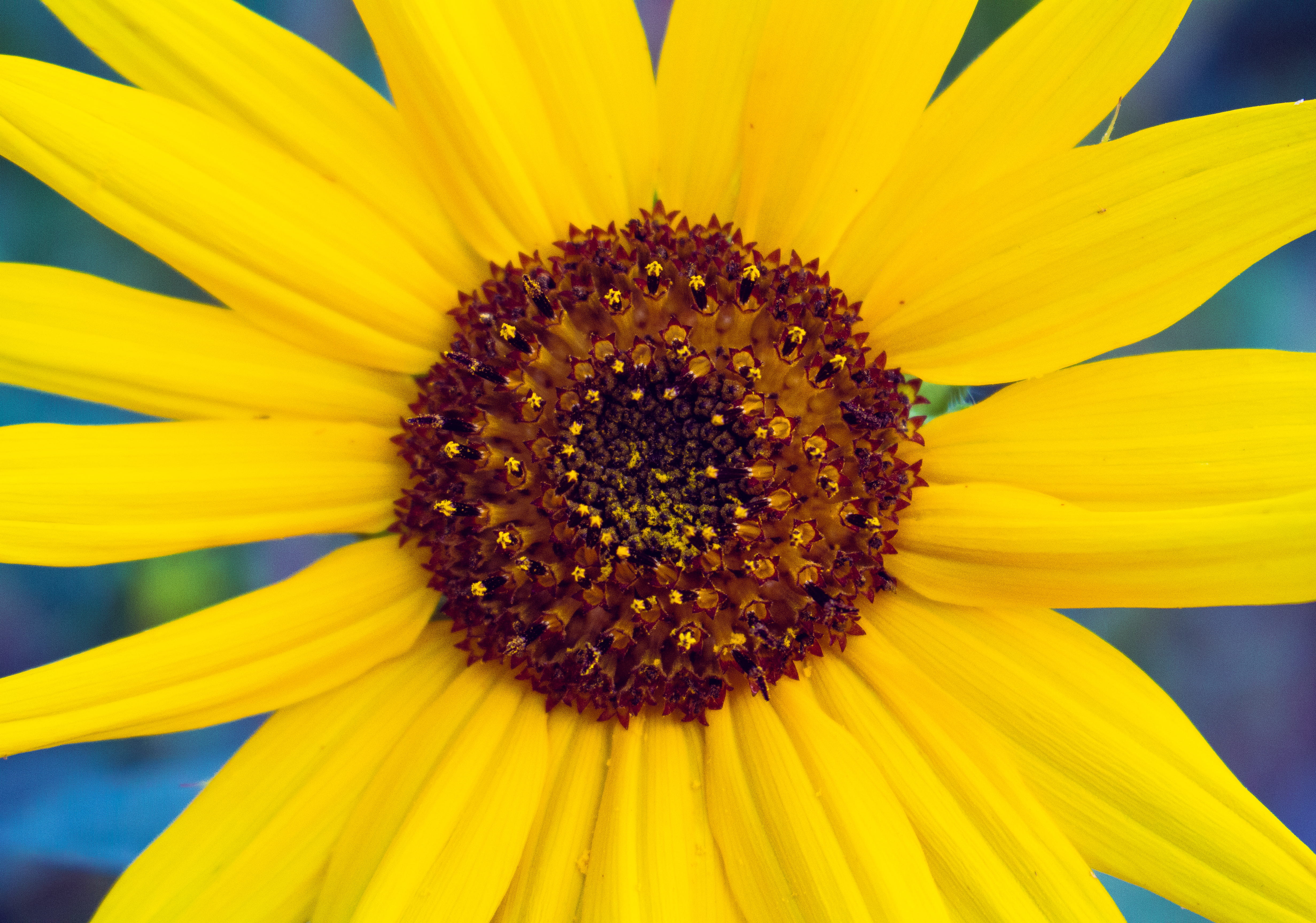 sunflower, petal, 4K, freshness, cheery, united states, blossom, vulnerability, flowering plant, flora, nature, yellow, close, growth, aster, anther, petals, HD Wallpaper