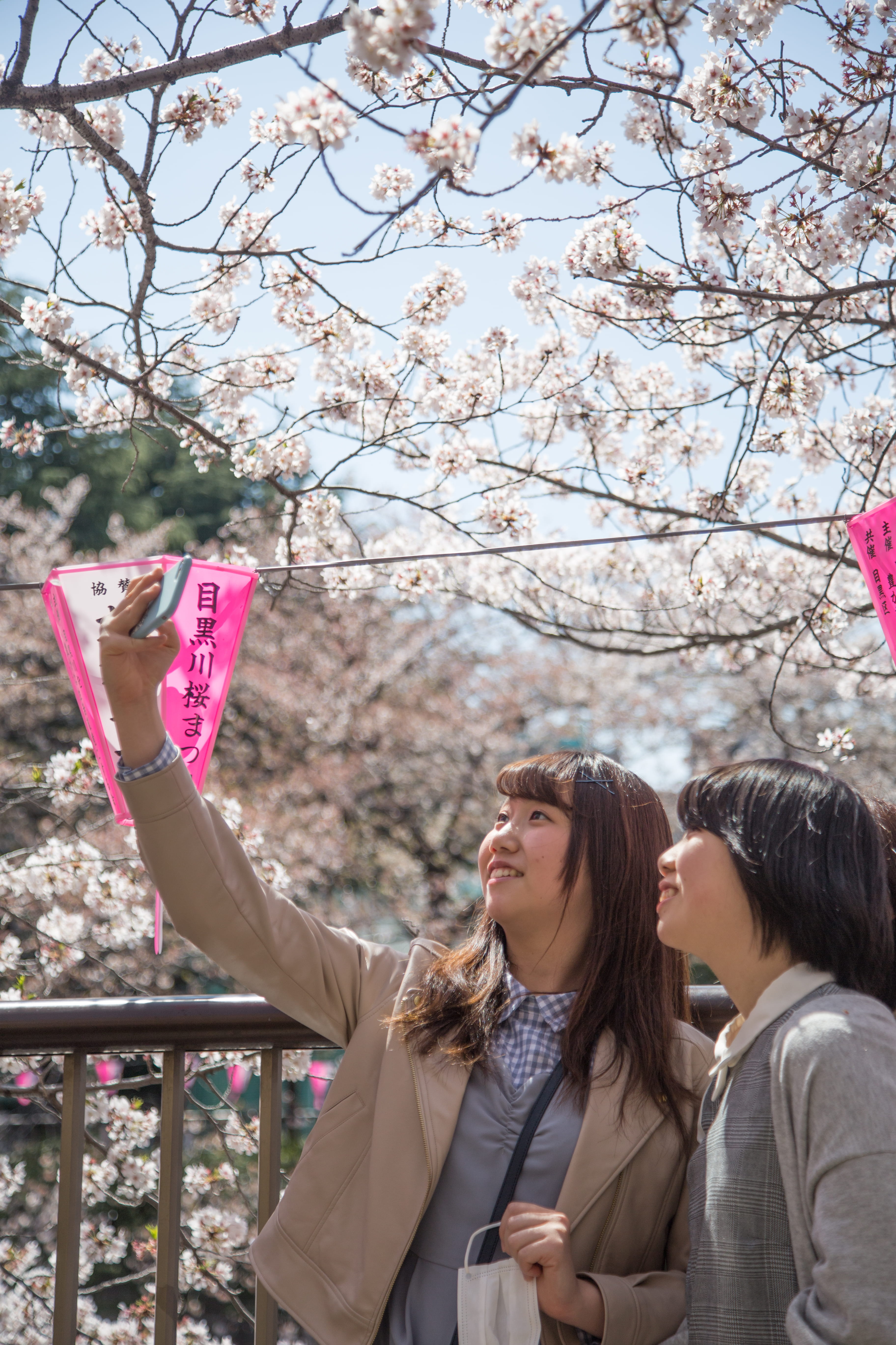 plant, front view, leisure activity, people, sakura, girls, cherry tree, young women, nature, hairstyle, cherry blossom, cheery blossom, adult, real people, Phone HD Wallpaper